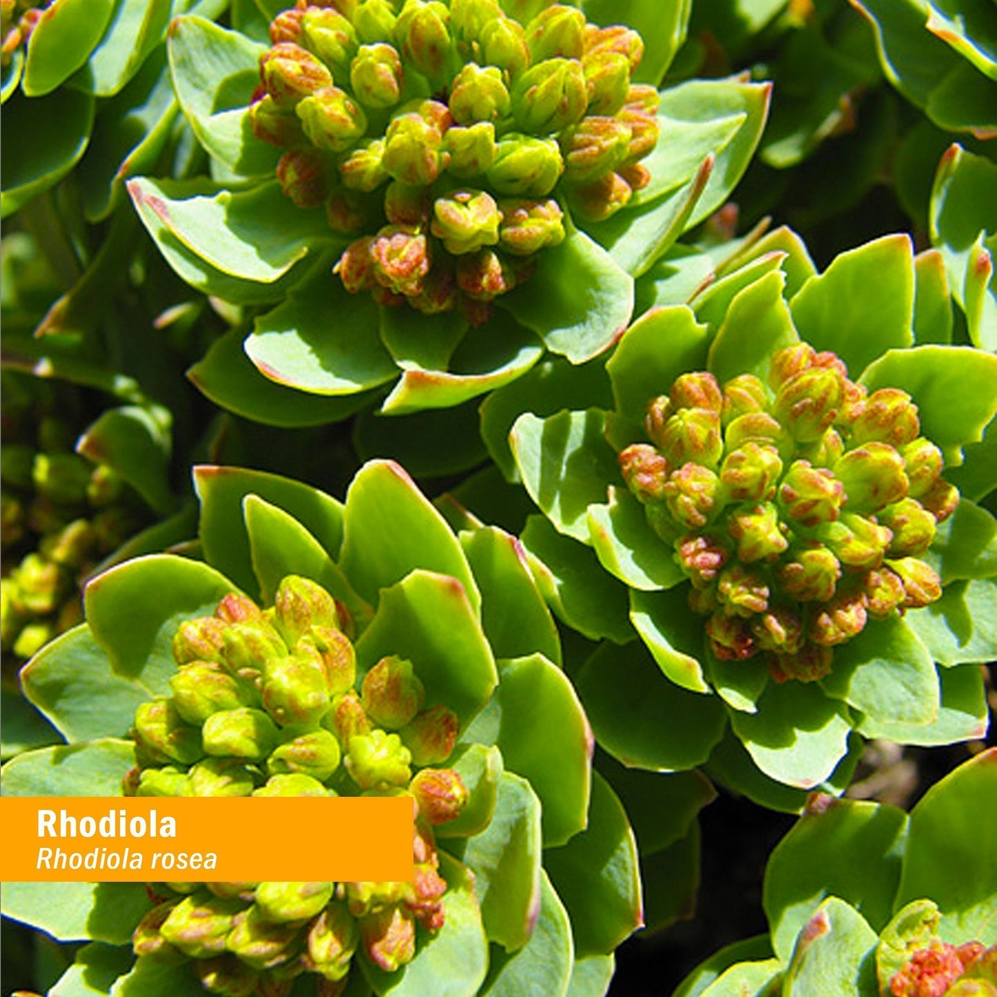 Herb Pharm Certified Organic Rhodiola Root Extract for Energy, Endurance and Stamina Herb PharmUS supplements