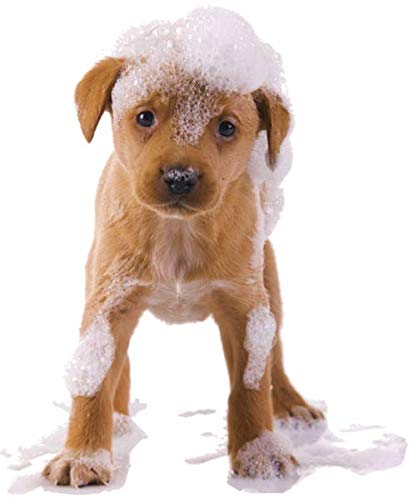 Organic Excellence Mild Dog Shampoo, Great for All Pets: Dogs, Puppies, Cats, Horses, Formulated for Sensitive Skin, Made with Aloe and Nourishing Botanicals - 16oz Organic ExcellenceAu supplements