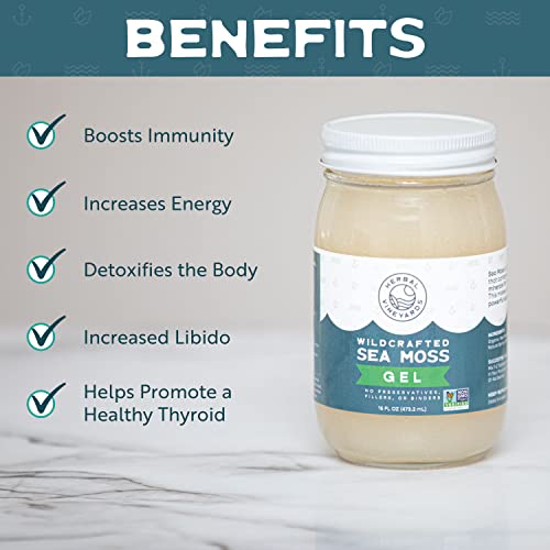 Herbal Vineyards Natural Organic Wildcrafted Gold Raw Sea Moss Gel for Immune Support Herbal VineyardsUS supplements