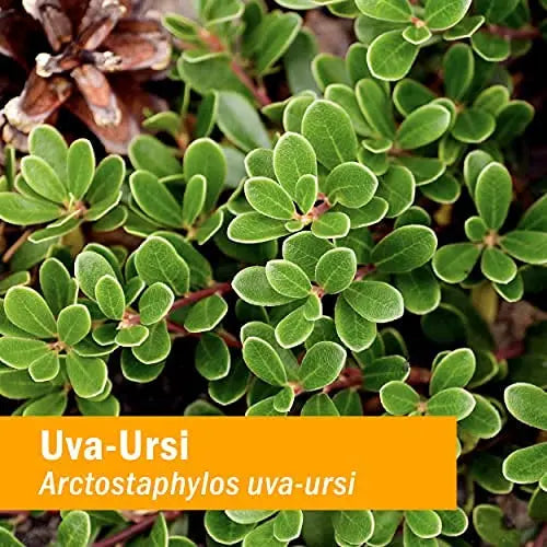 Herb Pharm Uva Ursi Liquid ExtraCount for Urinary System Support, 1 Fl Oz Herb PharmAu supplements
