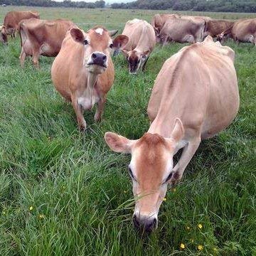 100% Raw Grass Fed Whey - Happy Healthy Cows, COLD PROCESSED Undenatured Raw Organic WheyUS supplements