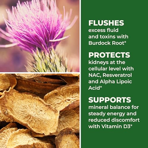 LifeSeasons Kidney Support Supplement – Cellular Protection with NAC, Alpha Lipoic Acid, Resveratrol, Burdock Root & Vitamin D3 – Supports Detox, Oxidative Stress & Renal Function – 120 Capsules LifeSeasonsAu supplements