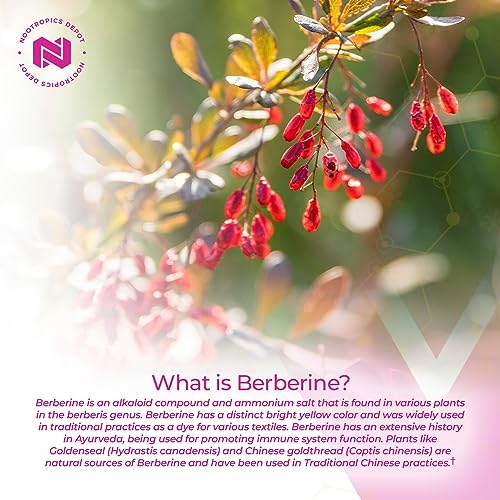 Nootropics Depot Berberine HCL + Silymarin Capsules | 500mg + 90mg | 180 Count Nootropics DepotUS supplements