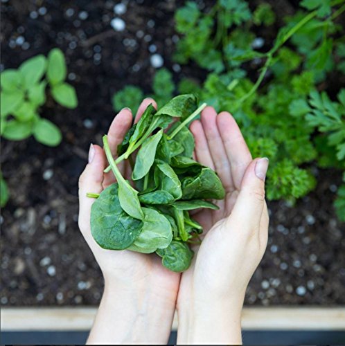Amazing Grass Greens Blend Superfood: Super Greens Powder Smoothie Amazing GrassUS supplements