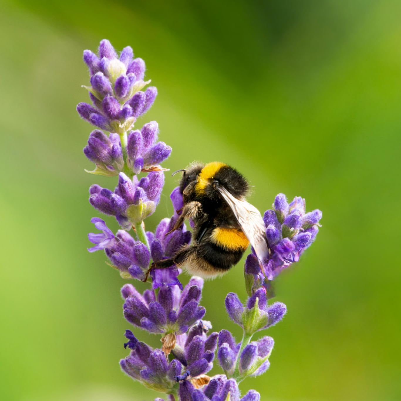 Lavender Aerated Lip Balm tin - Single WaxeleneAu supplements