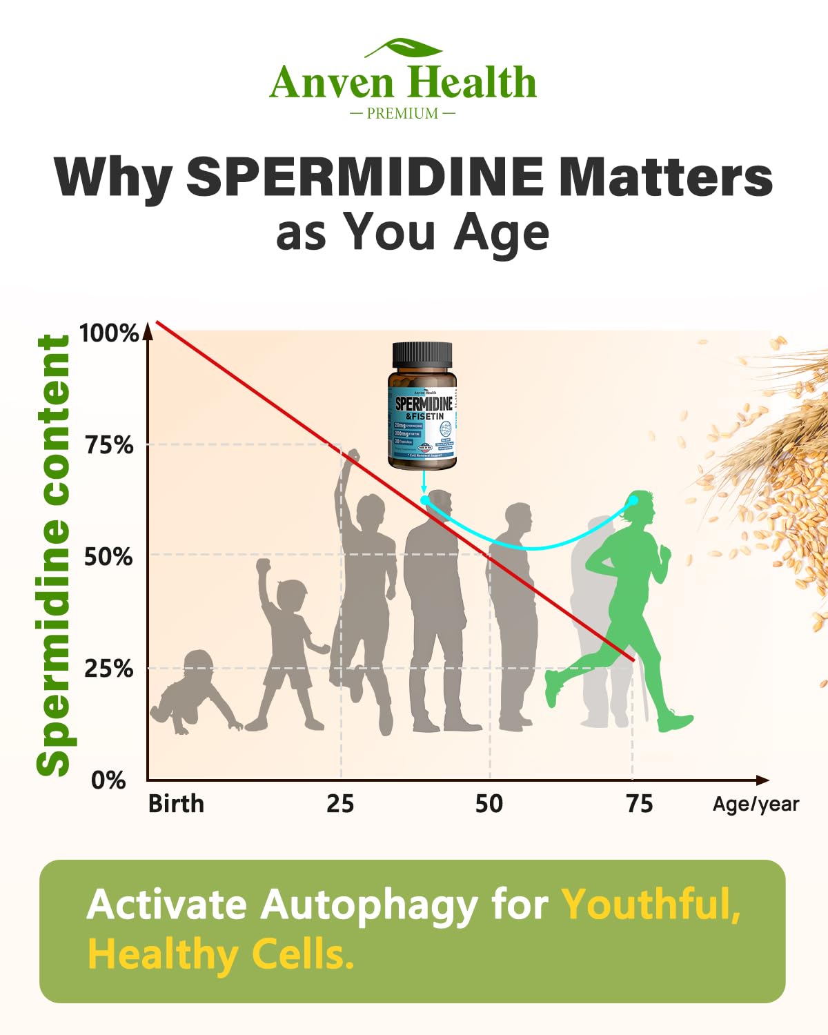 Spermidine & Fisetin Supplement - 20mg of 99% Spermidine Per Serving, 3HCL & 300mg Fisetin for Women Men Cell Renewal, Aging Defense & Longevity, Gluten Free, Non-GMO, Made in USA | 30 Veggie Caps Anven HealthAu supplements
