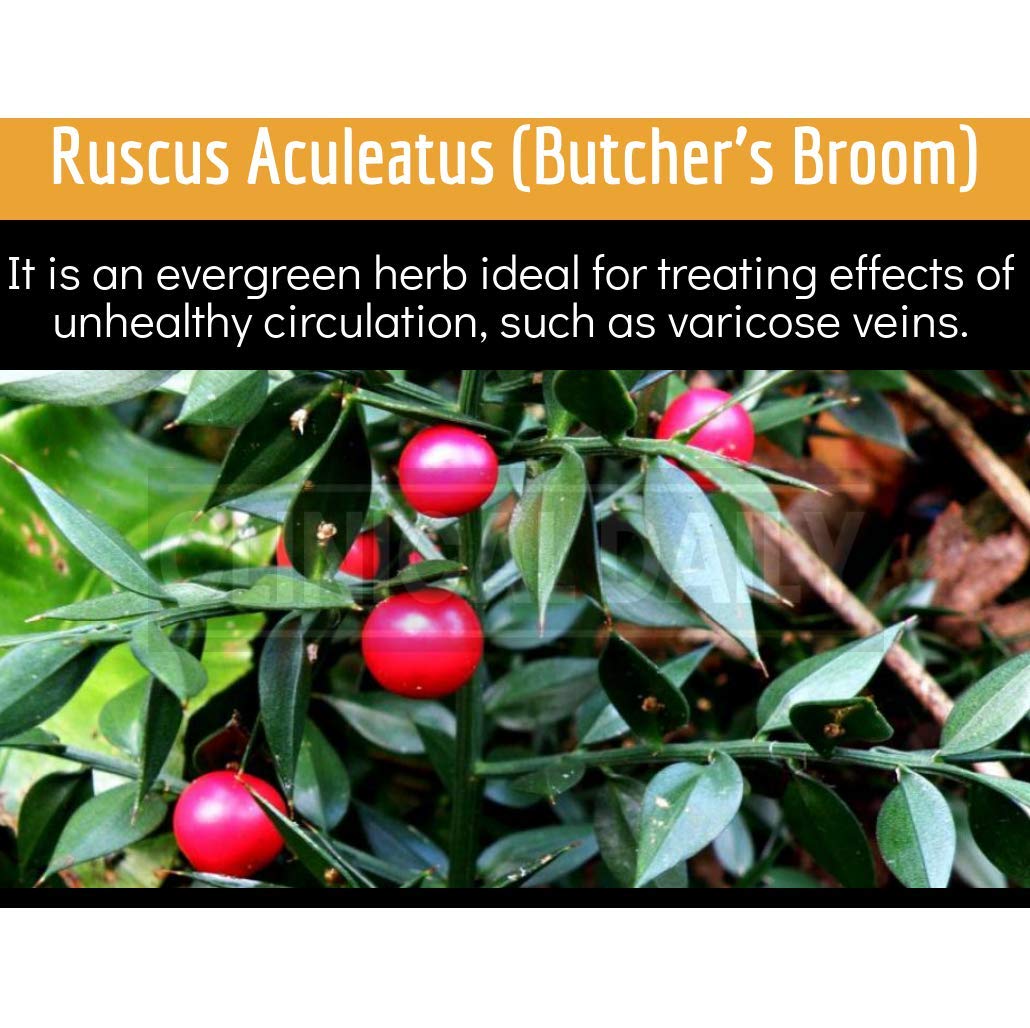 Clinical Daily Blood Circulation Supplements. Butchers Broom, Horse Chestnut, Hawthorn Clinical DailyUS supplements