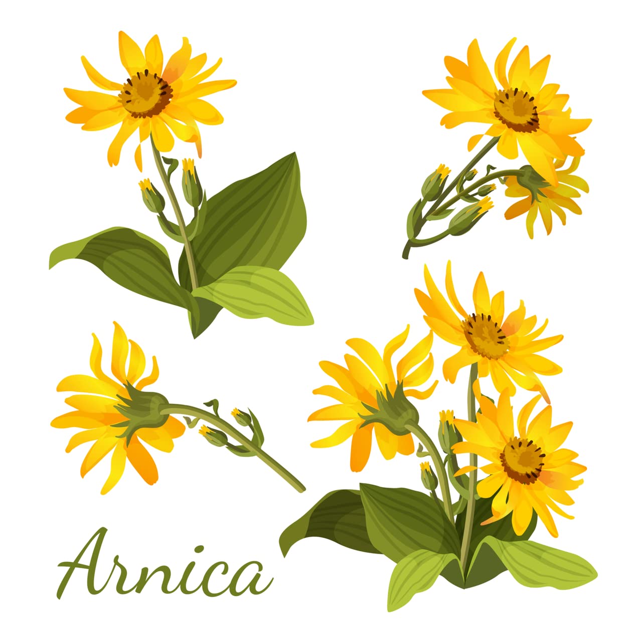 All-Natural Arnica Muscle Balm - Plant-Based Topical swelling and bruising Relief | Essential Oils & Menthol soothes and cools sore muscles, Hypoallergenic & Paraben-Free, Made in USA NATURE'S APOTHECARYAu supplements