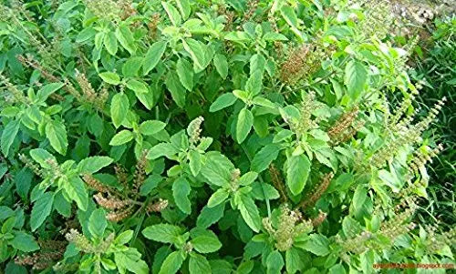 Tulsi - Holy Basil Supplement - Highest Potency, Maximum bio-availabilty, Made with Organic Herbs (Vegetarian Capsules, 120 Count) Harmony Nutraceuticalsnz supplements