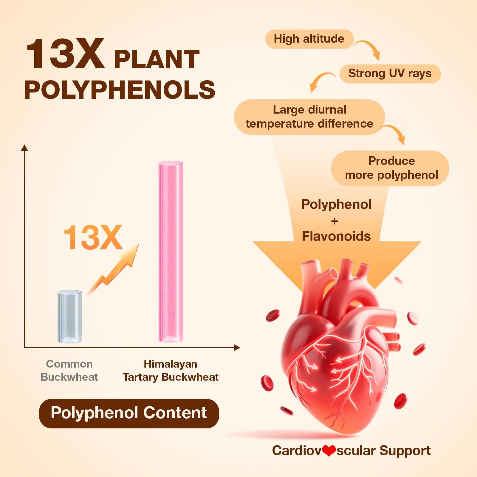 Nokuba Polyphenols Supplement for Immune Support | Himalayan Tartary Buckwheat Sourced | Polyphenol Superfood with Quercetin, Curcumin | Immune Booster, Antioxidant, Anti-inflammatory - 120 Capsules Nokubanz supplements