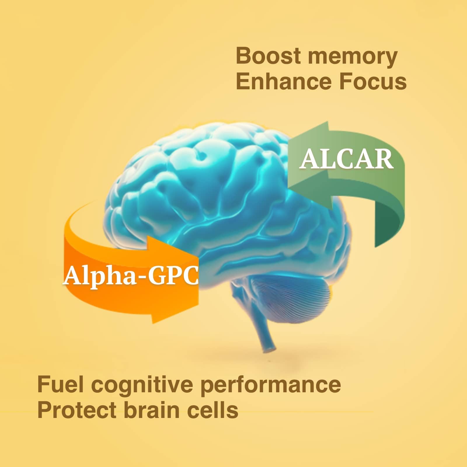 OPTINOURISH Brain Supplement for Memory and Focus, Nootropic for Adults, Fuel Brain Energy & Mental Clarity, Caffeine Free,Cognitive Support, Doctor-Formulated, Made in USA,cGMP,120 Caps OPTINOURISHAu supplements