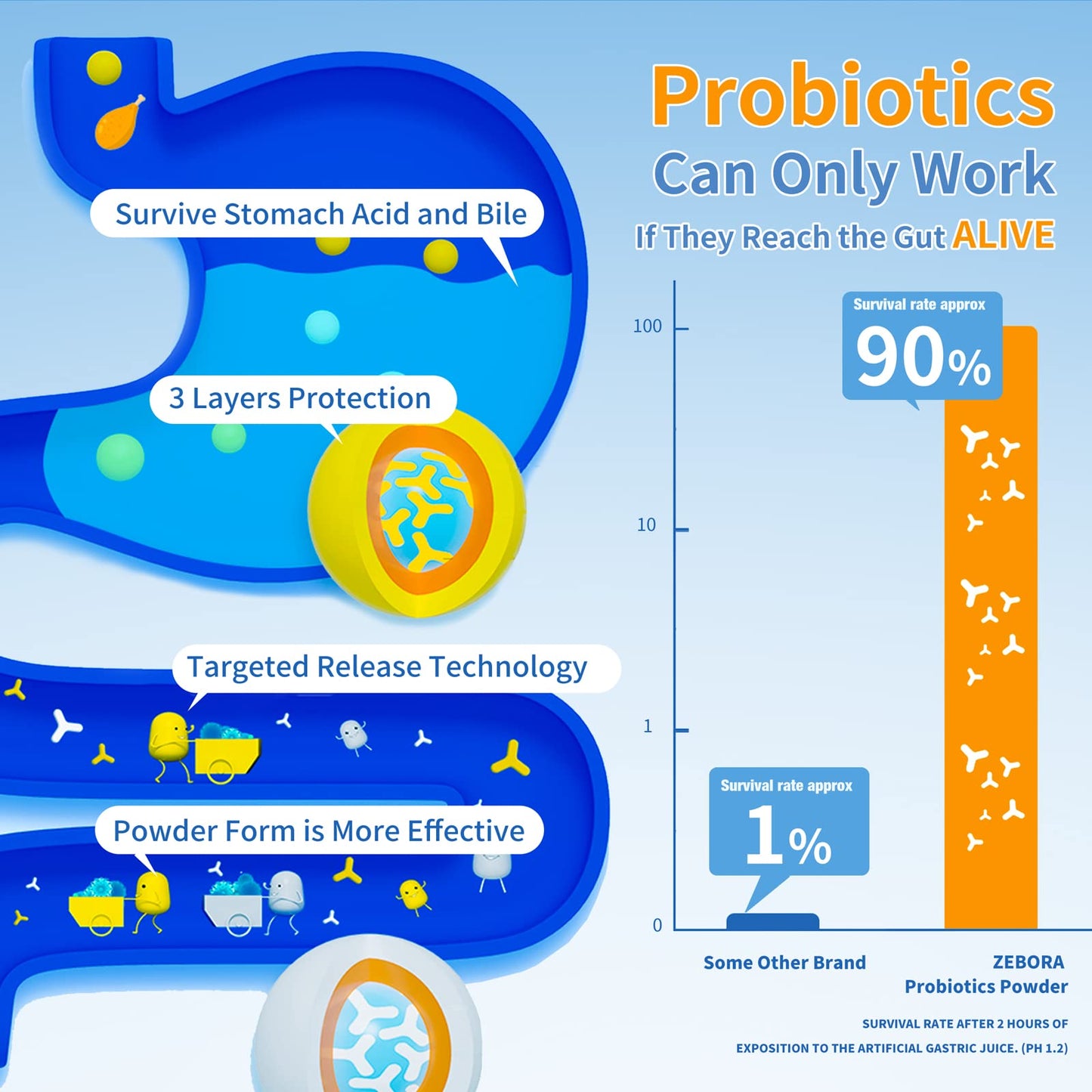 ZEBORA Probiotics for Women, Men and Kids, Prebiotics and Probiotics Powder ZEBORAUS supplements