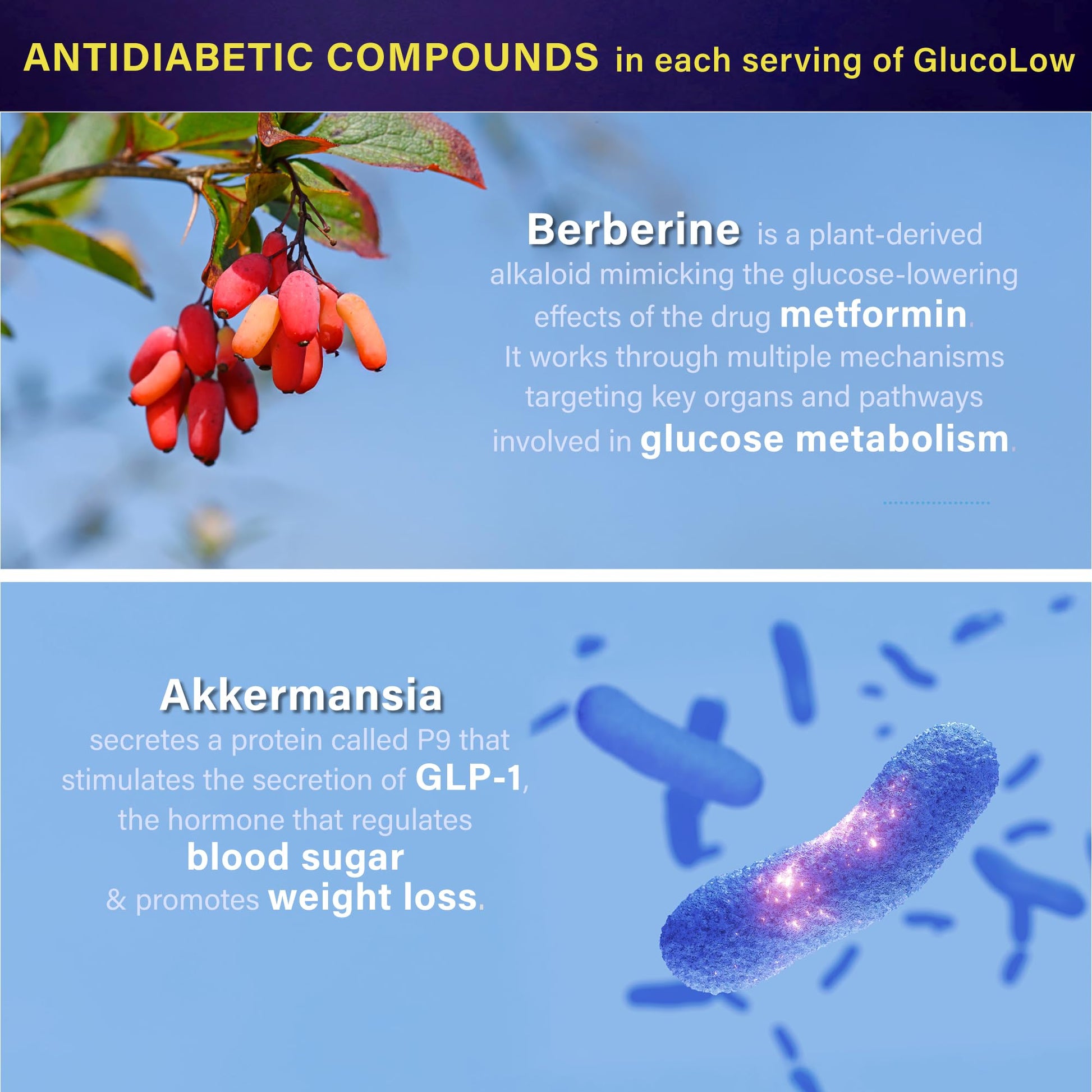 Blood Sugar Support Colostrum Supplement w/ Bitter Melon, Probiotics Blend w/ Akkermansia & Prebiotic Berberine | For Healthy Blood Glucose, Metabolism, Gut & Immunity | 90 Delayed Release Vegan Caps FOLONAAu supplements