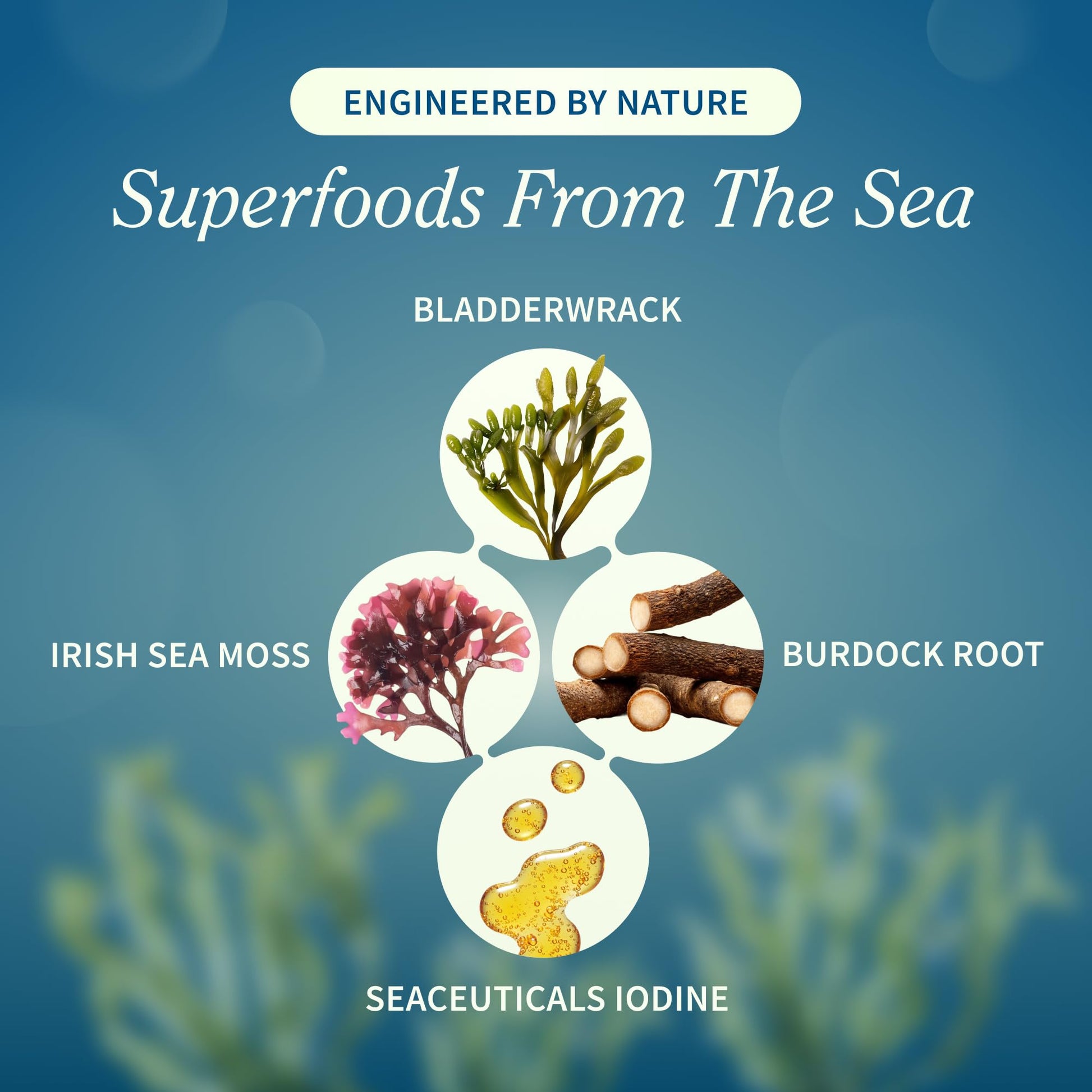 Snap Supplements Irish Sea Moss with Bladderwrack, Burdock Root & Iodine – Natural Sea Moss Supplement to Support Gut Health, Energy & Healthy-Looking Skin, 60 Vegan Capsules (1 Month Supply) Snap SupplementsAu supplements