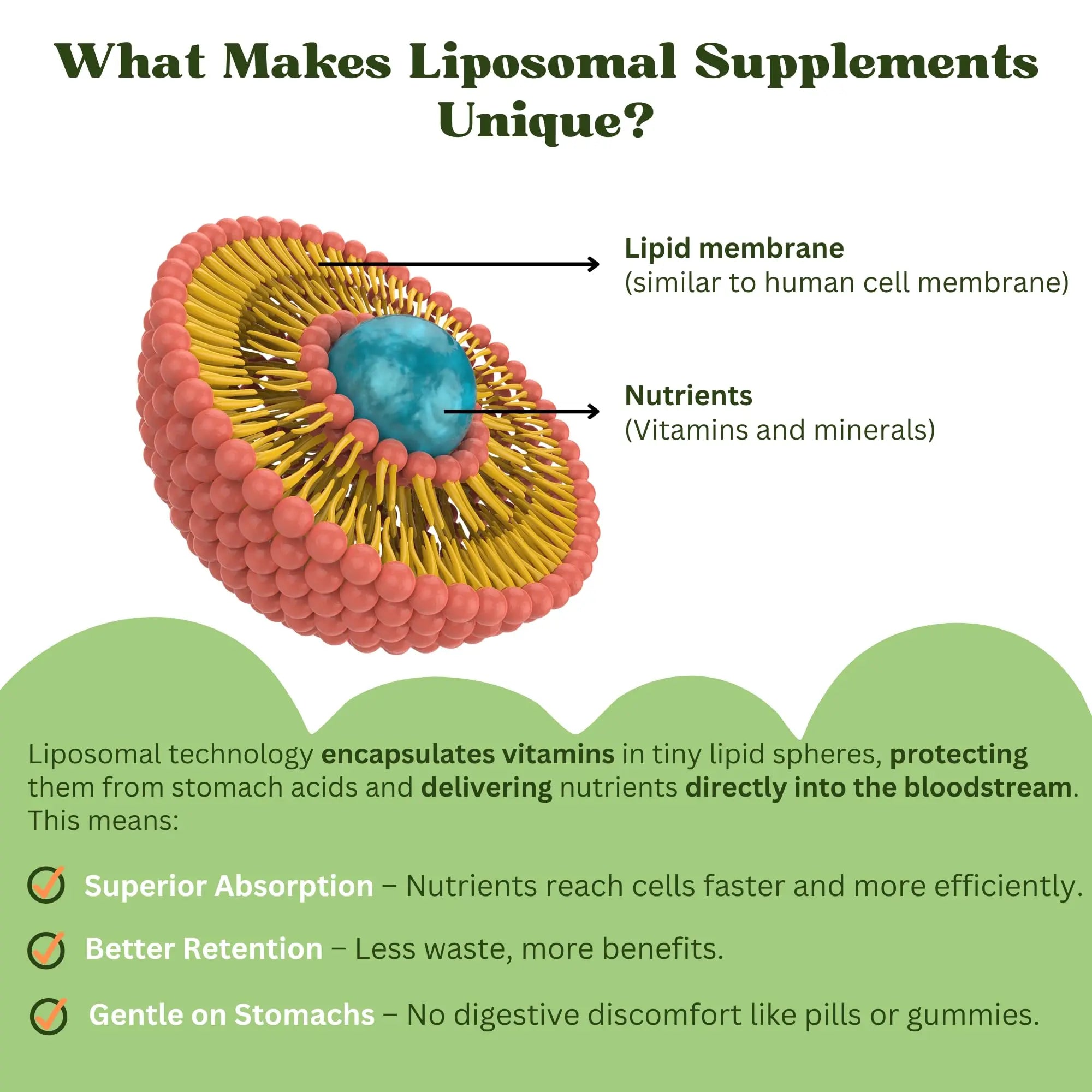 Vitaminally Liposomal Kids Liquid Multivitamin | Non-GMO | Clean | Sugar Free | Gluten Free | Organic Berry Flavors | VitaminallyAu supplements