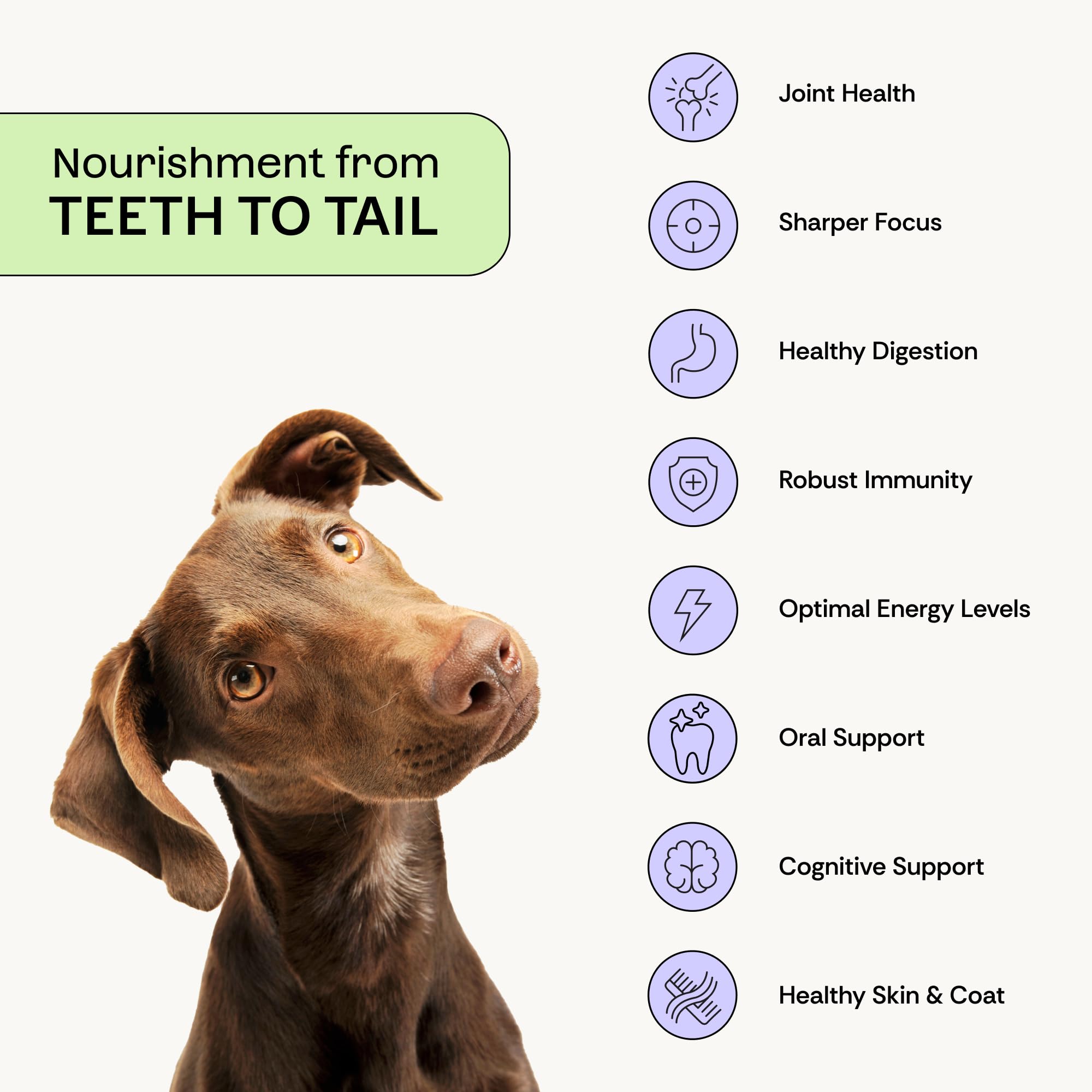 Daily Prebiotic + Postbiotic Dog Supplement Powder | 12-in-1 Support for Gut, Joints, Allergy, Immunity, Calming & Oral Health | Human-Grade Ingredients, No Artificial Flavors-No Fillers - 30 Sachets PlentumAu supplements