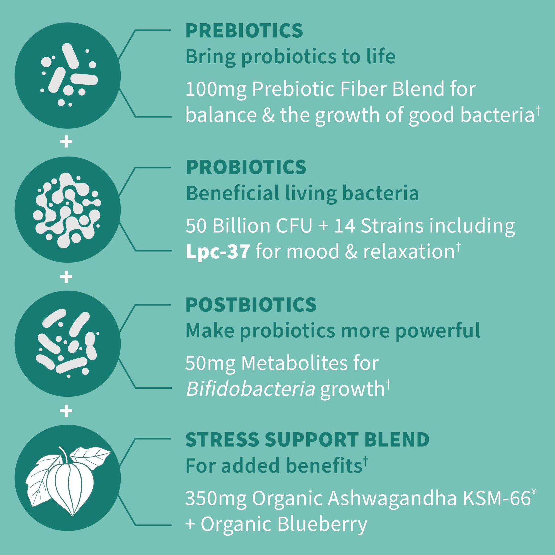 Garden of Life Dr. Formulated Pre, Post & Probiotics Calm 50 Billion CFU Daily 3-in-1 Complete Supplement with Ashwagandha – Mood Support, Digestive & Immune Support, 30 Vegetarian Capsules Garden of LifeAu supplements