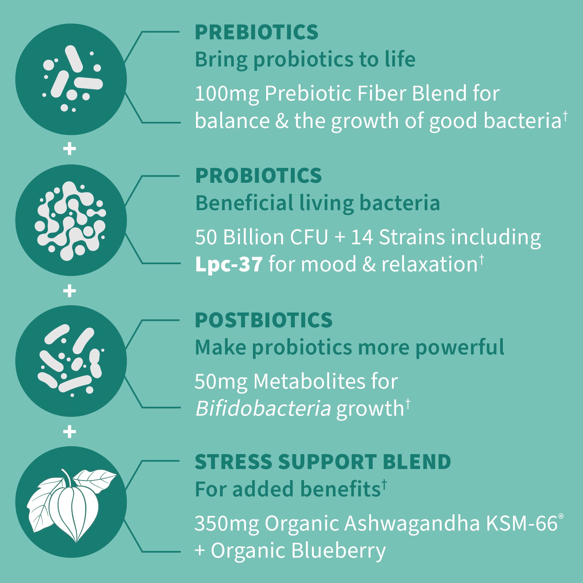 Garden of Life Dr. Formulated Pre, Post & Probiotics Calm 50 Billion CFU Daily 3-in-1 Complete Supplement with Ashwagandha – Mood Support, Digestive & Immune Support, 30 Vegetarian Capsules Garden of LifeAu supplements