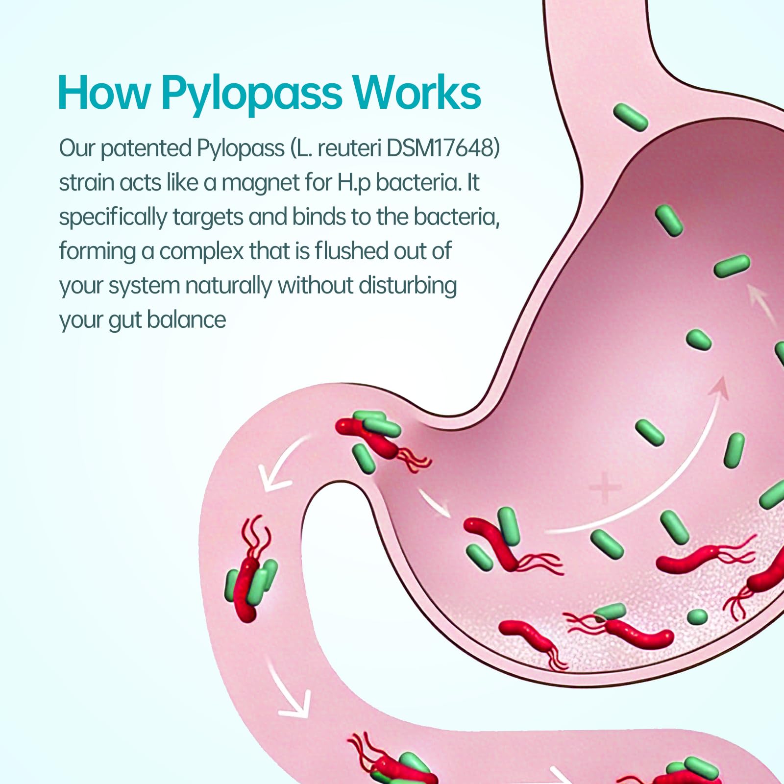 5-in-1 High Potency H. Pylori Probiotic, 1 Per Day - Supports Gastric Lining Integrity, Occasional Indigestion, Acid Comfort - Pylopass Lactobacillus Reuteri, Gluten Free, Vegan, 30ct, Made in Germany purmeoAu supplements