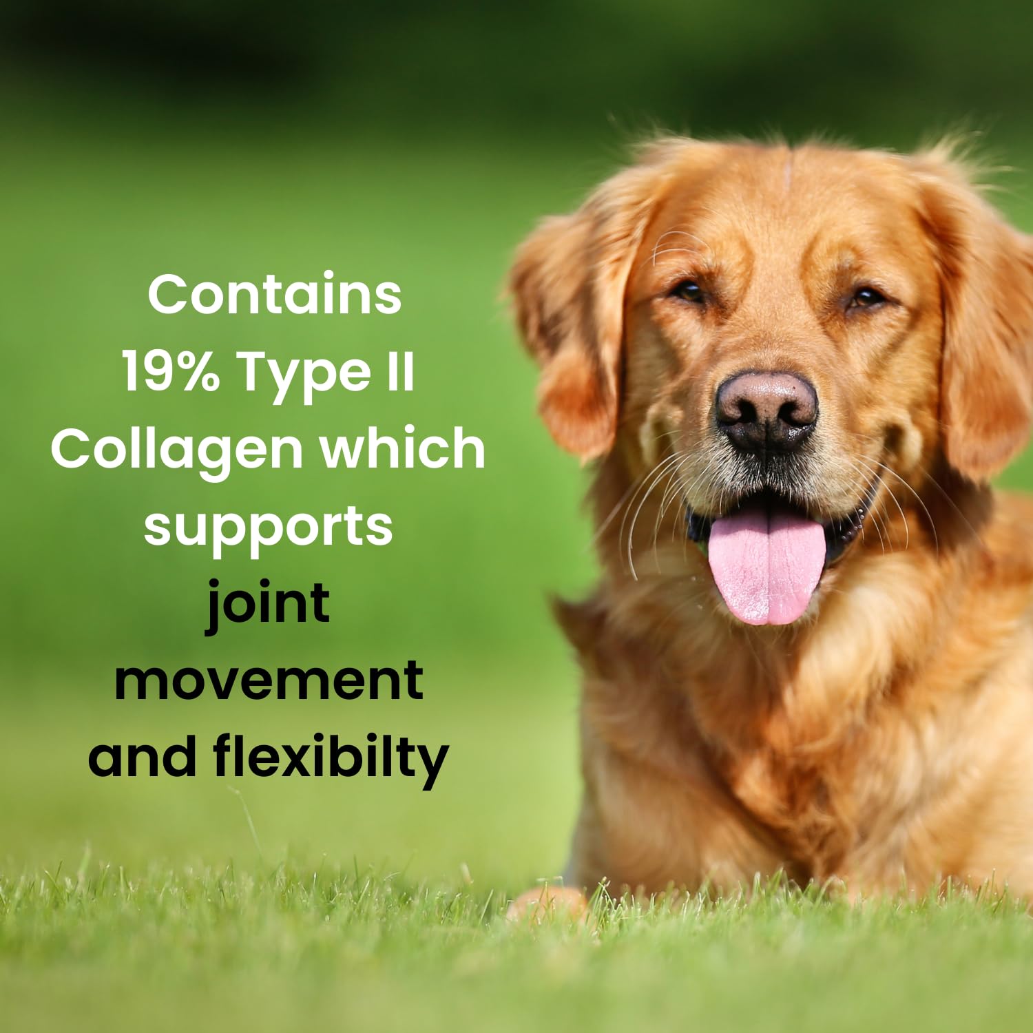 Hofseth BioCare Brilliant Bone & Joint Supplement for Dogs - High Strength Calcium & Collagen Powder for Joint & Hip Support, Essential Supplement for Dog’s of All Ages - 10.6 Oz Hofseth BioCareAu supplements