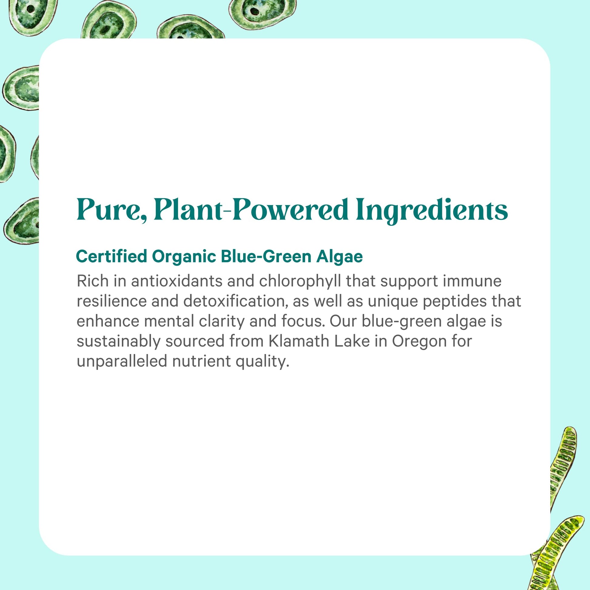 PURE SYNERGY Blue-Green Algae Powder | Superfood Powder with Chlorophyll | Organic AFA Blue Green Algae Supplement | Supports Energy, Mental Clarity, and Detoxification (3.2 oz.) PURE SYNERGYAu supplements
