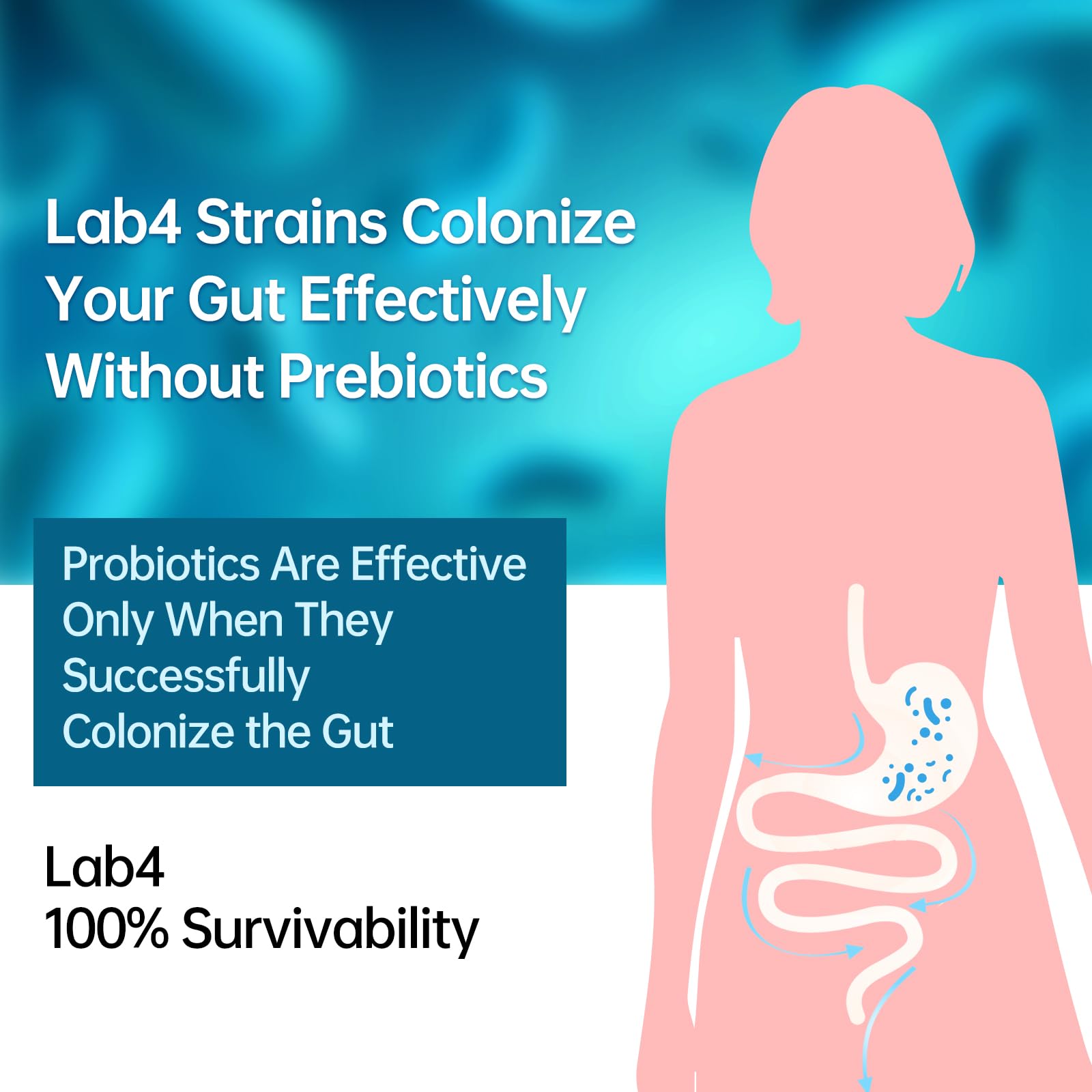 Digestive Probiotics 20X Lab4 Strains for Gut & Immune Health, Pro Formula for Men & Women, Probiotic Capsules Support Diarrhea, Bloating and Gas, Shelf Stable, Vegan, Gluten Free, 60 Days Supply purmeoAu supplements