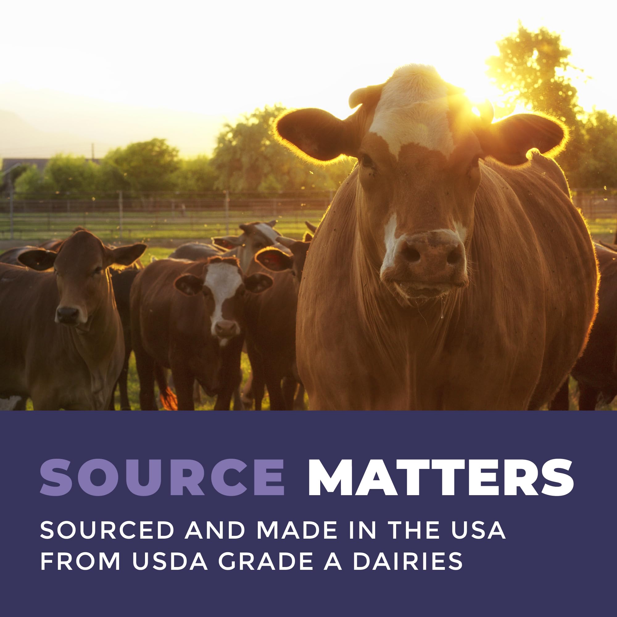 Colostrum Powder – USA Sourced Bovine Colostrum for Humans for Immune Support, Gut Health, Muscle Recovery - Single Ingredient, No Additives, Grass Fed, Non-GMO Colostrum Supplement for Women and Men Left Coast PerformanceAu supplements