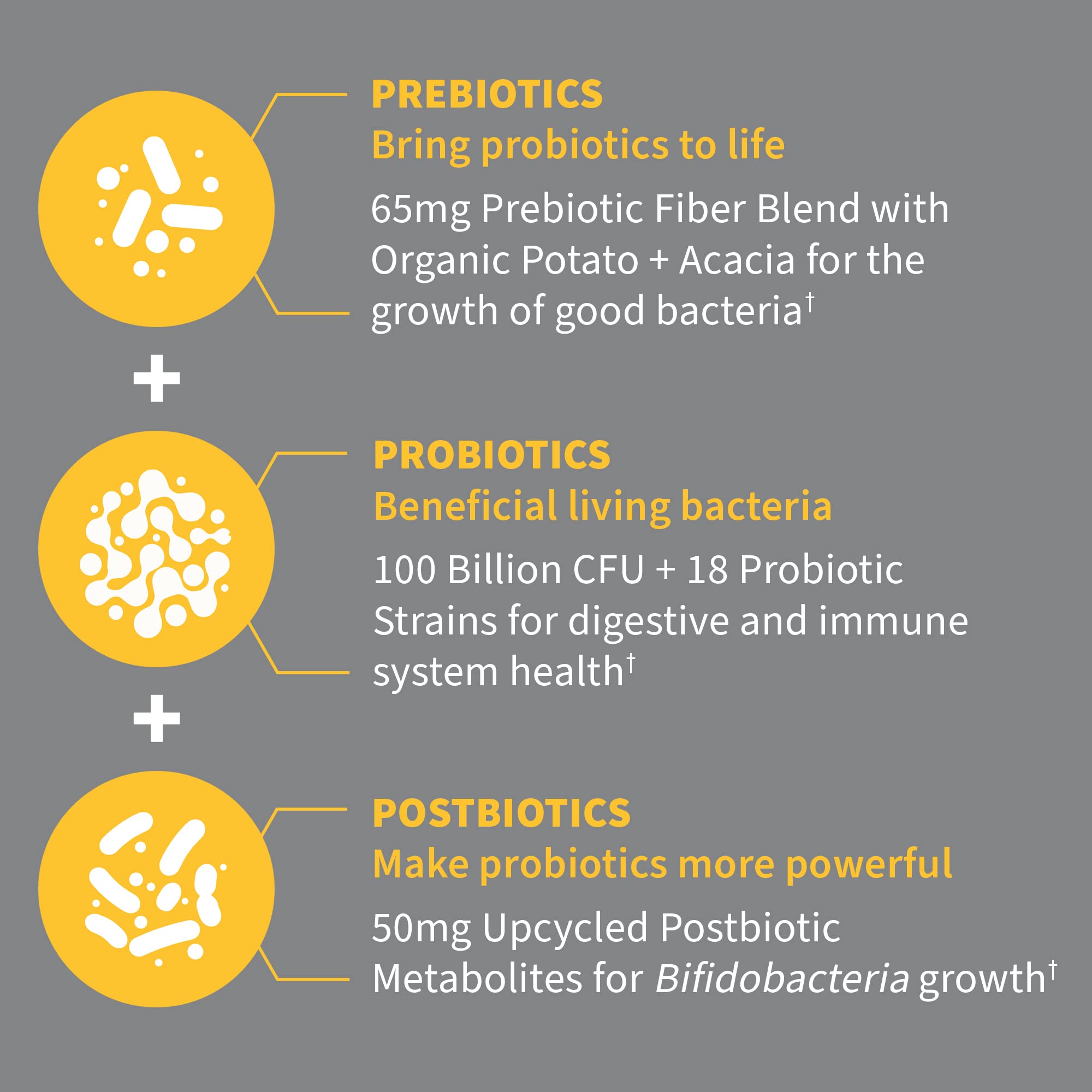 Garden of Life Dr Formulated Probiotics 100 Billion CFU Pre + Pro + Postbiotics - Extra Strength Digestive & Immune Support for Men and Women, Potato, Acacia, Postbiotic Metabolites, 30 Capsules Garden of LifeAu supplements