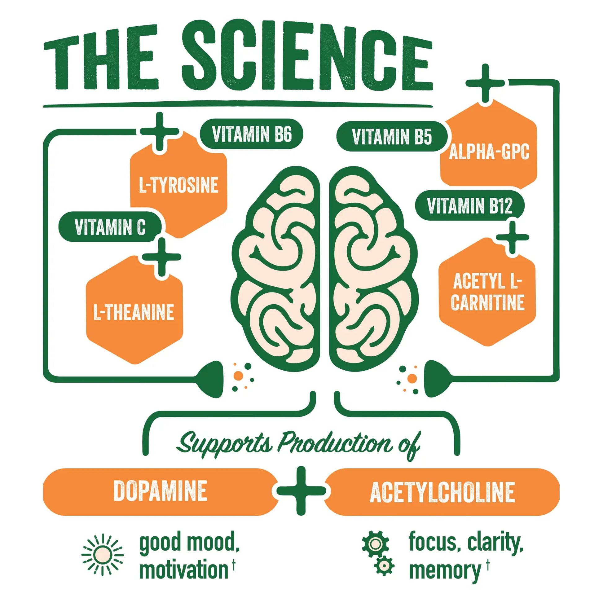 BrainJuice Nootropics Brain Support Supplement, Gluten Free Powder for Energy and Focus, Pre Workout w/Alpha GPC, Vitamin B & Organic Green Tea Extract Caffeine, Active Pomegranate Acai, 15 Servings BrainJuicenz supplements