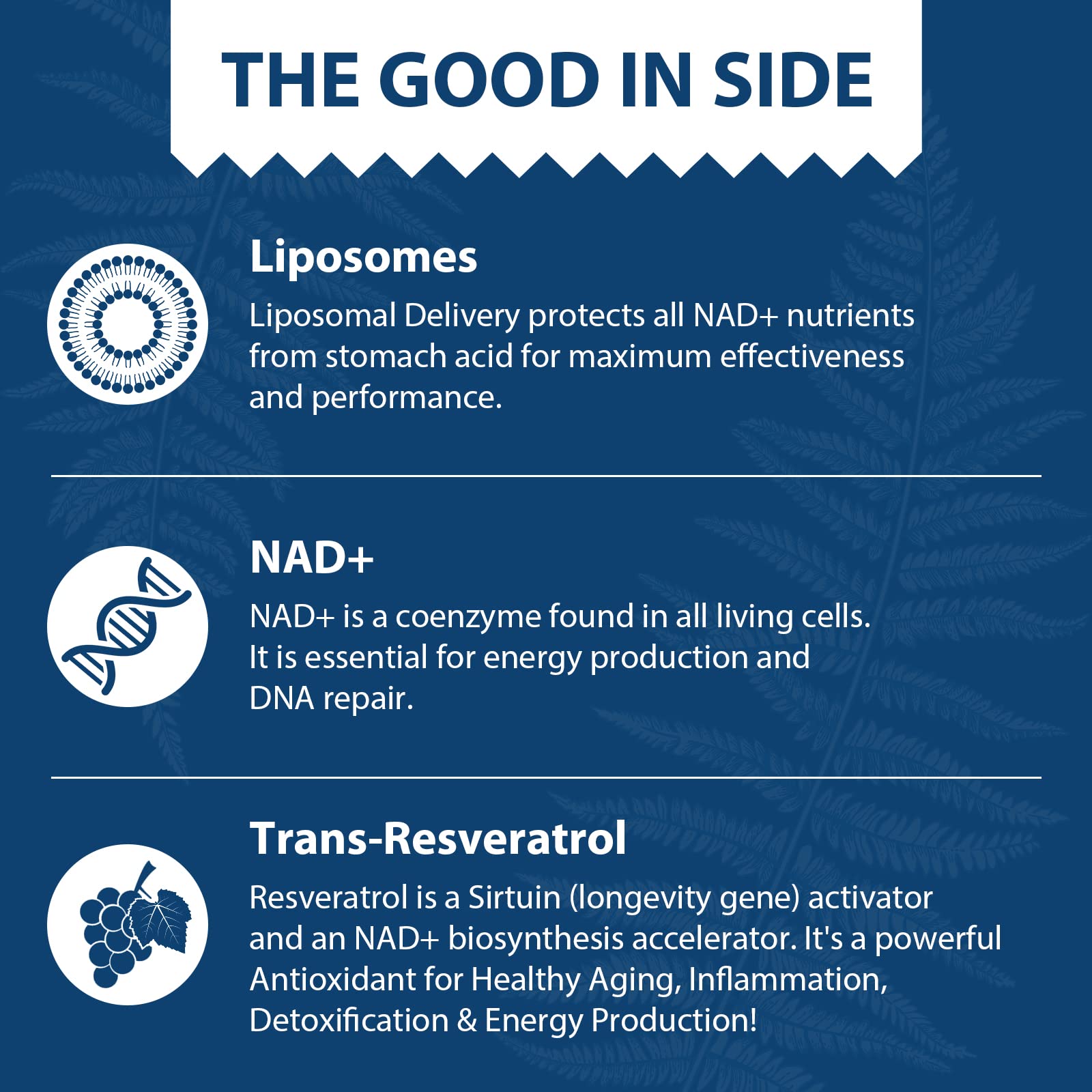 Lepoznan Liposomal NAD+ 500 mg + Trans-Resveratrol 300 mg, Superior Absorption True NAD Supplement Efficient for Cellular Energy Metabolism & DNA Repair, 60 Softgels LepoznanAu supplements