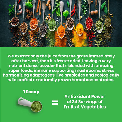 Paradise ORAC Energy Greens Powder Extract, Super Antioxidants, Probiotics for Gut Paradise HerbsUS supplements