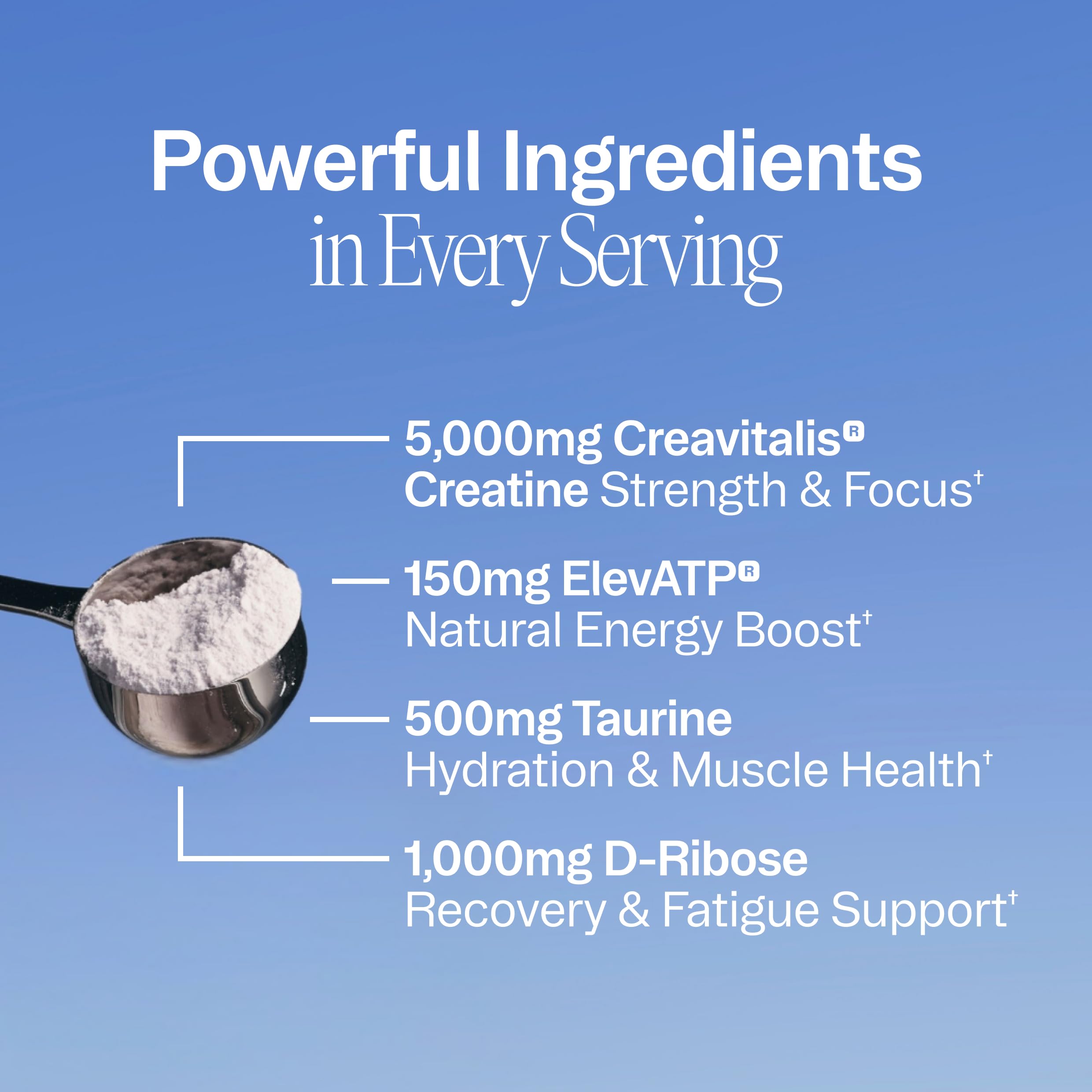 Ora Organic Creatine Monohydrate Powder - German-Sourced Creavitalis for Strength, elevATP for Energy, D-Ribose & Taurine for Recovery - Creatine for Women & Men - Acai Berry Flavor, 30 Servings Ora OrganicAu supplements