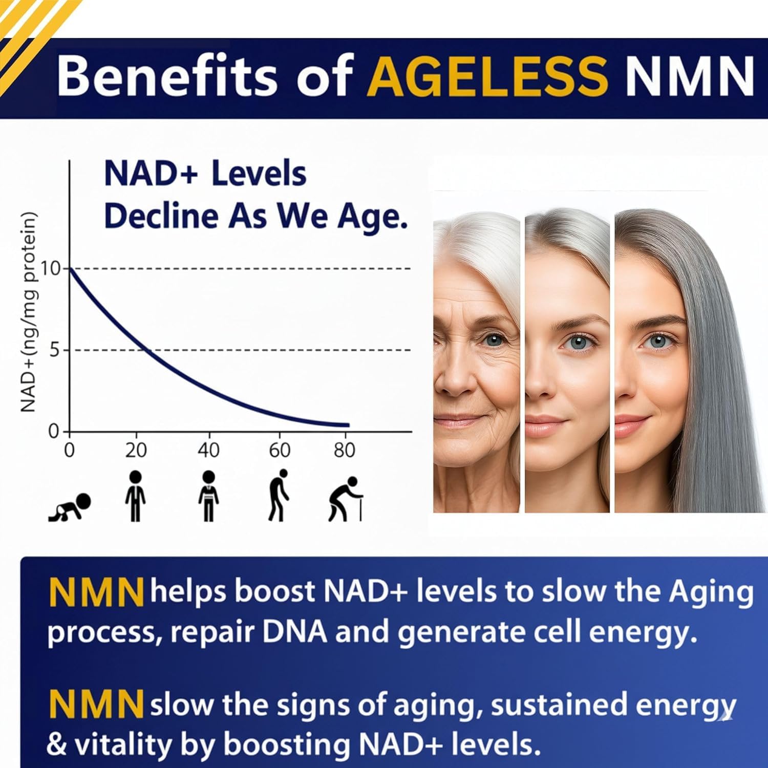 NMN Supplement 500mg Nicotinamide Mononucleotide | Supports NAD+ Levels, Energy, Cognitive Function, Muscle Health & Healthy Body Composition – Capsules (30) Ageless Foundation LaboratoriesAu supplements