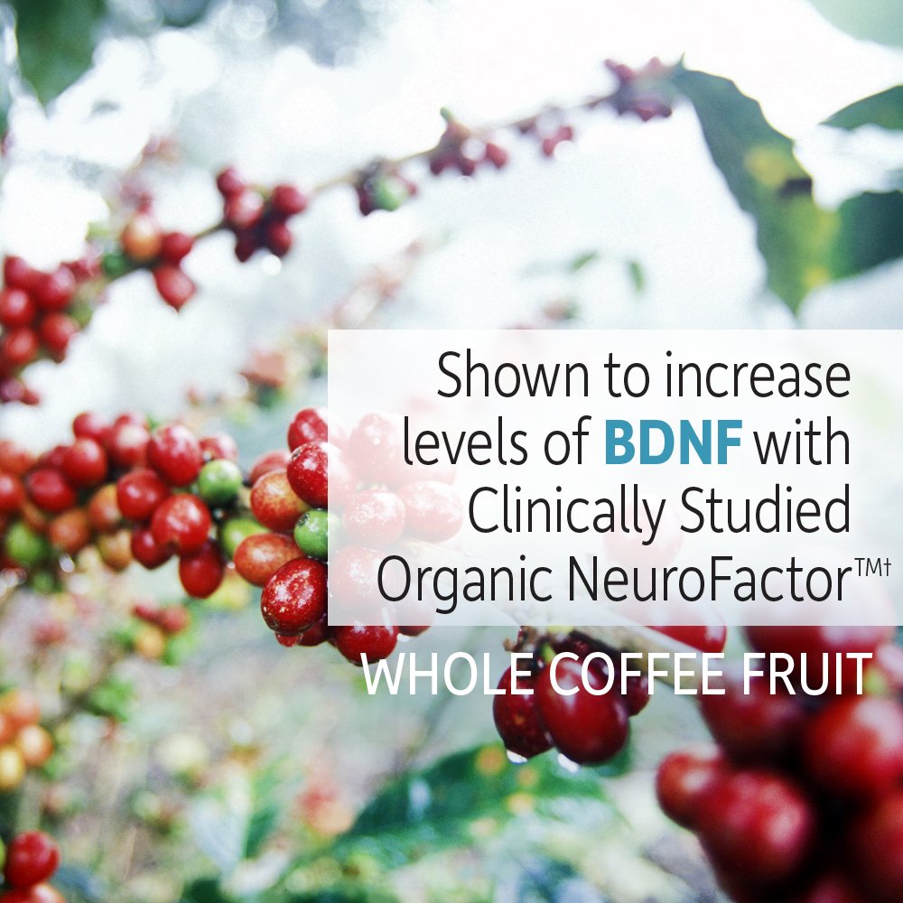 Garden of Life Dr. Formulated Organic Brain Health Memory & Focus for Adults 40+ 60 Tablets Garden of LifeAu supplements