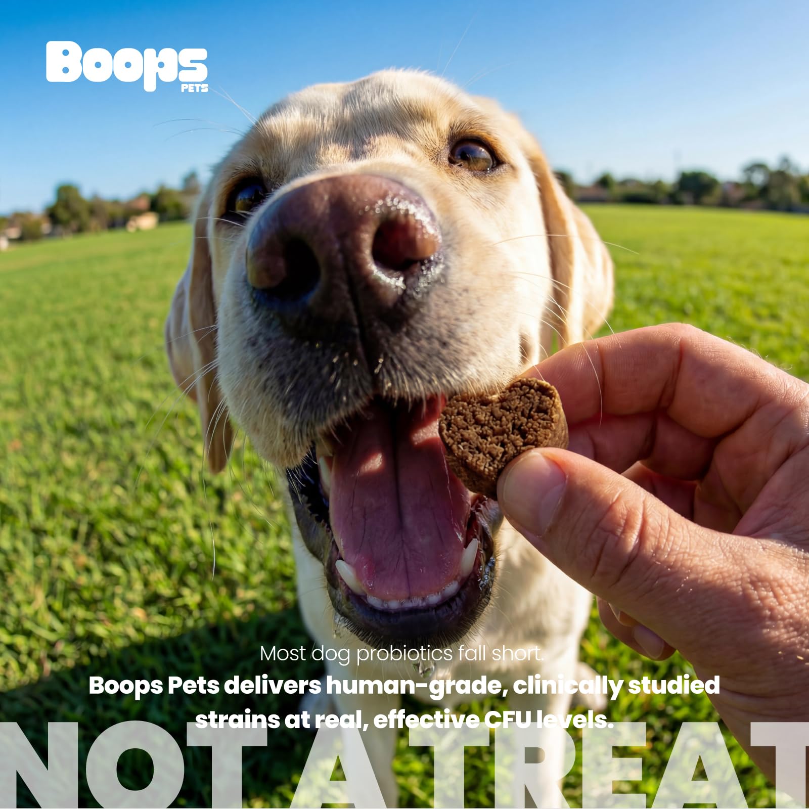 Boops Pets Probiotics for Dogs – 30 Billion CFU with Pre, Postbiotics & Digestive Enzymes – Supports Gut Health, Immunity, Loose Stools & Allergies – Filet Mignon Flavor – Vet Formulated – 60 Chews Boops PetsAu supplements