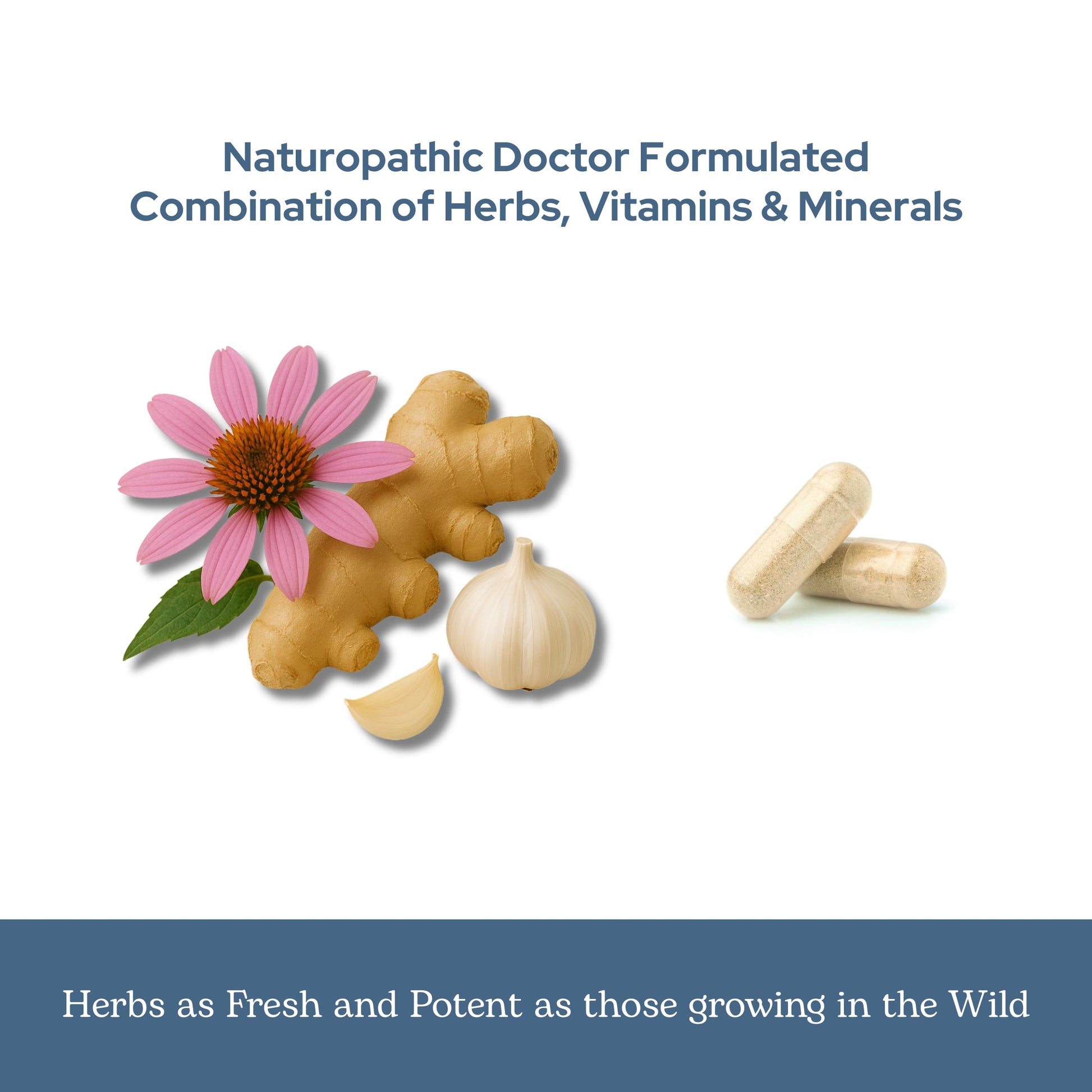 Eclectic Herb - Vitabiotic Capsules | Immune Support | Natural Herbal Multivitamin Supplement | Freeze Dried, Organic, Non-GMO, Vegan, Whole Herb (150 CT | 750 mg) ECLECTIC INSTITUTEAu supplements