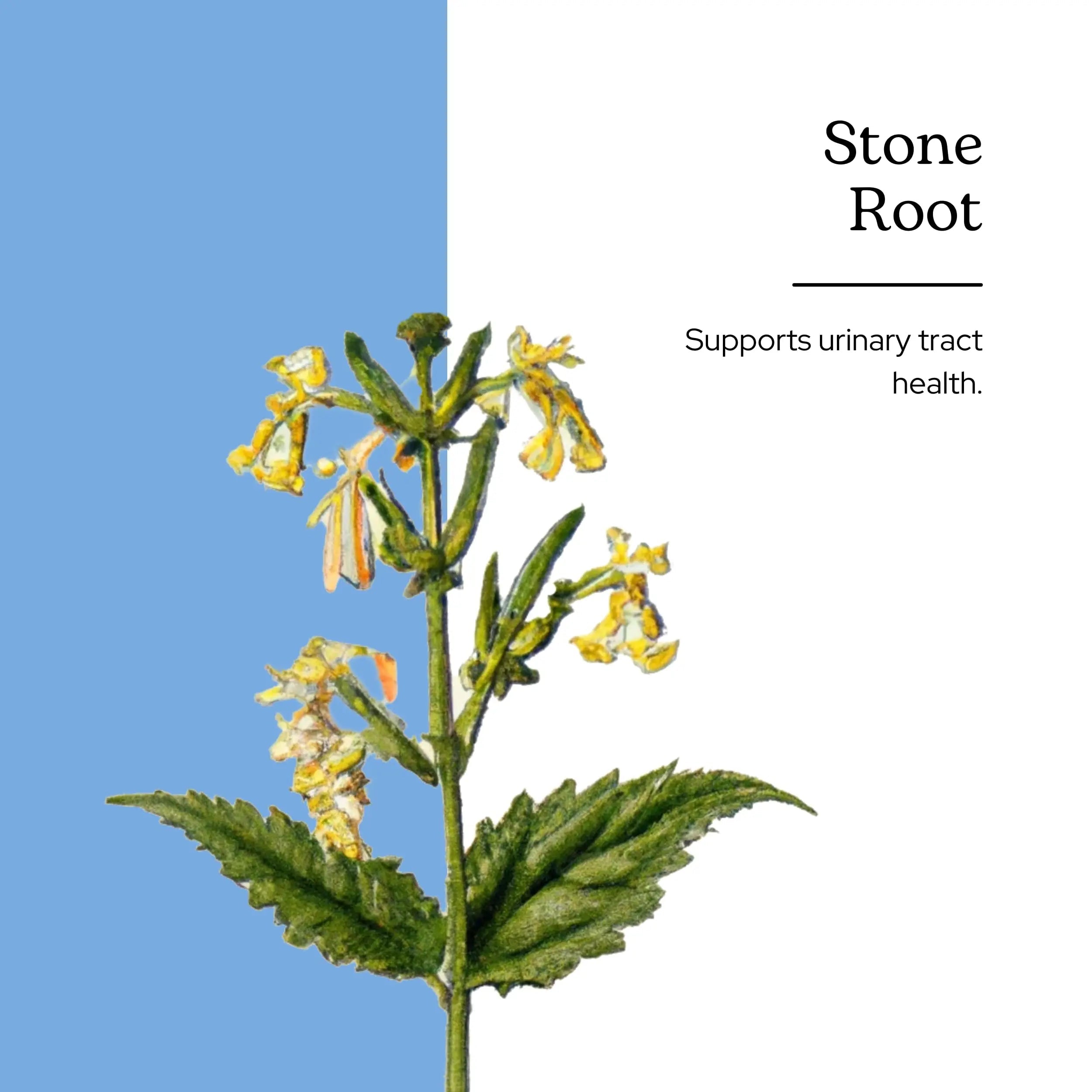 Eclectic Institute Stone Root O 2 Ounce ECLECTIC INSTITUTEAu supplements