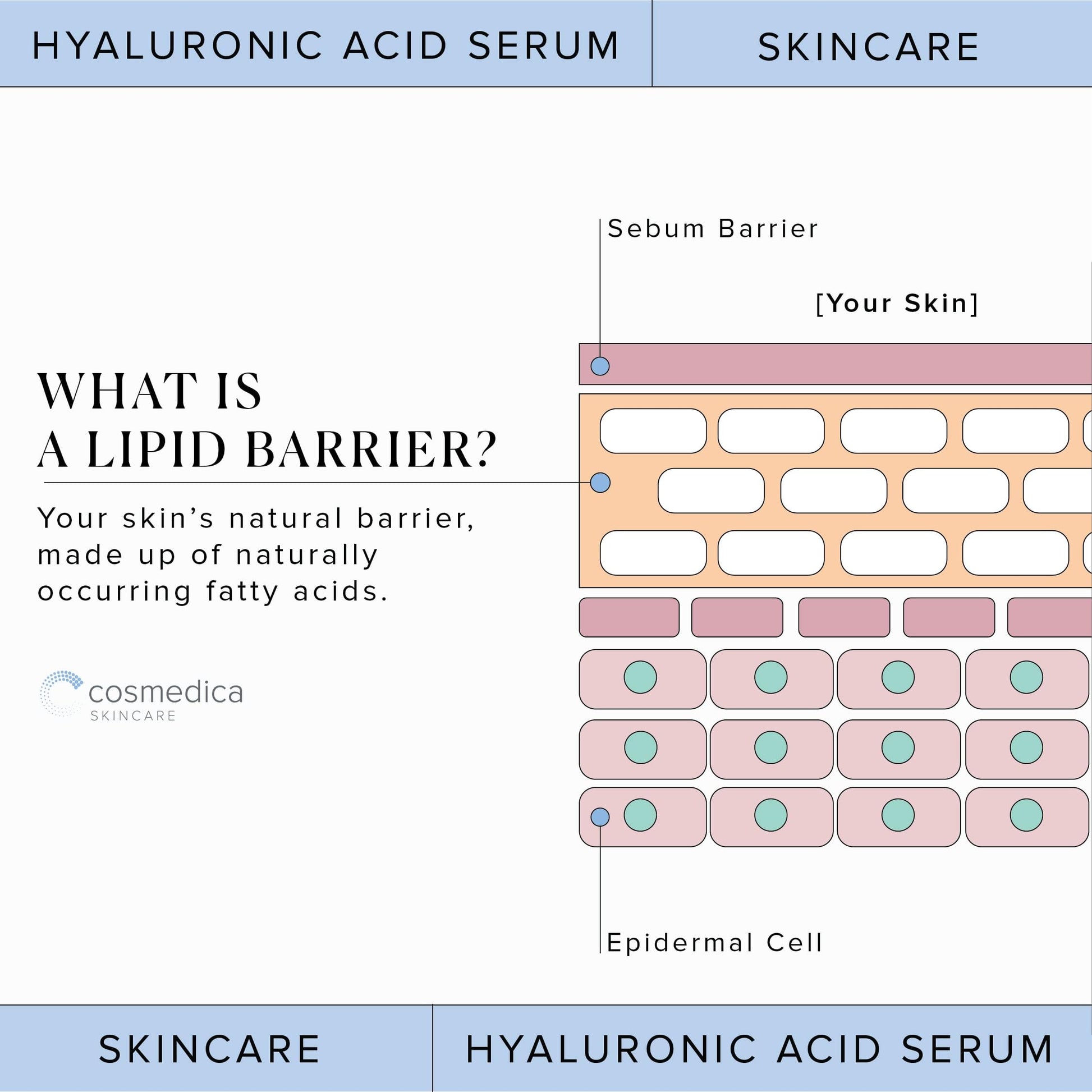 Hyaluronic Acid Serum for Skin 100% Pure Anti Aging Serum Intense Hydration Cosmedica SkincareUS supplements