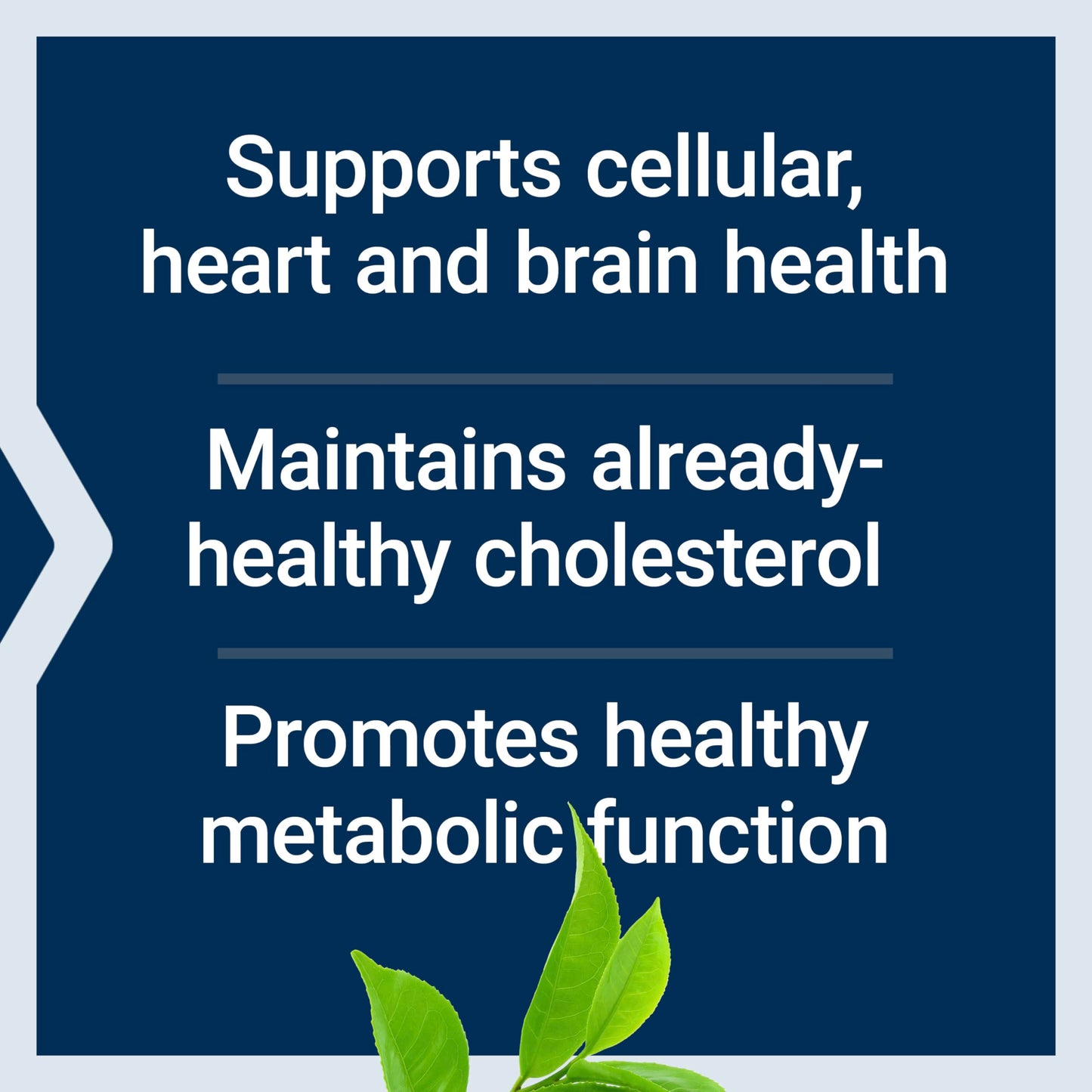 Life Extension Decaffeinated Mega Green Tea Extract – Polyphenol-Rich, Cell Health Life ExtensionUS supplements