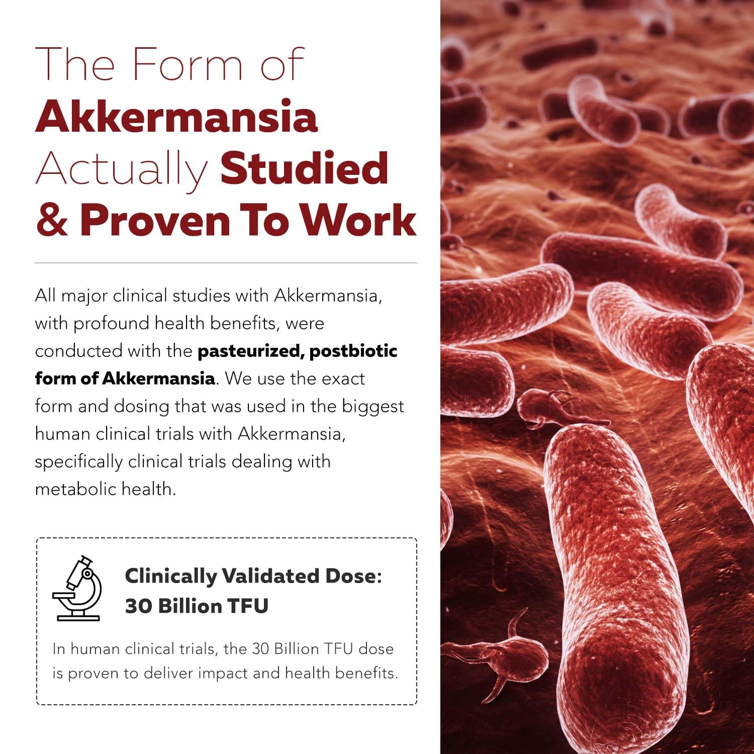 AK-Postbio: Akkermansia Probiotic 30 Billion TFU - Max Strength, Clinically Validated Dose & Patented Strain - Superior Pasteurized Form, Highest Absorption, Delivery - GLP-1 Probiotic - 30 Servings Triquetra HealthAu supplements