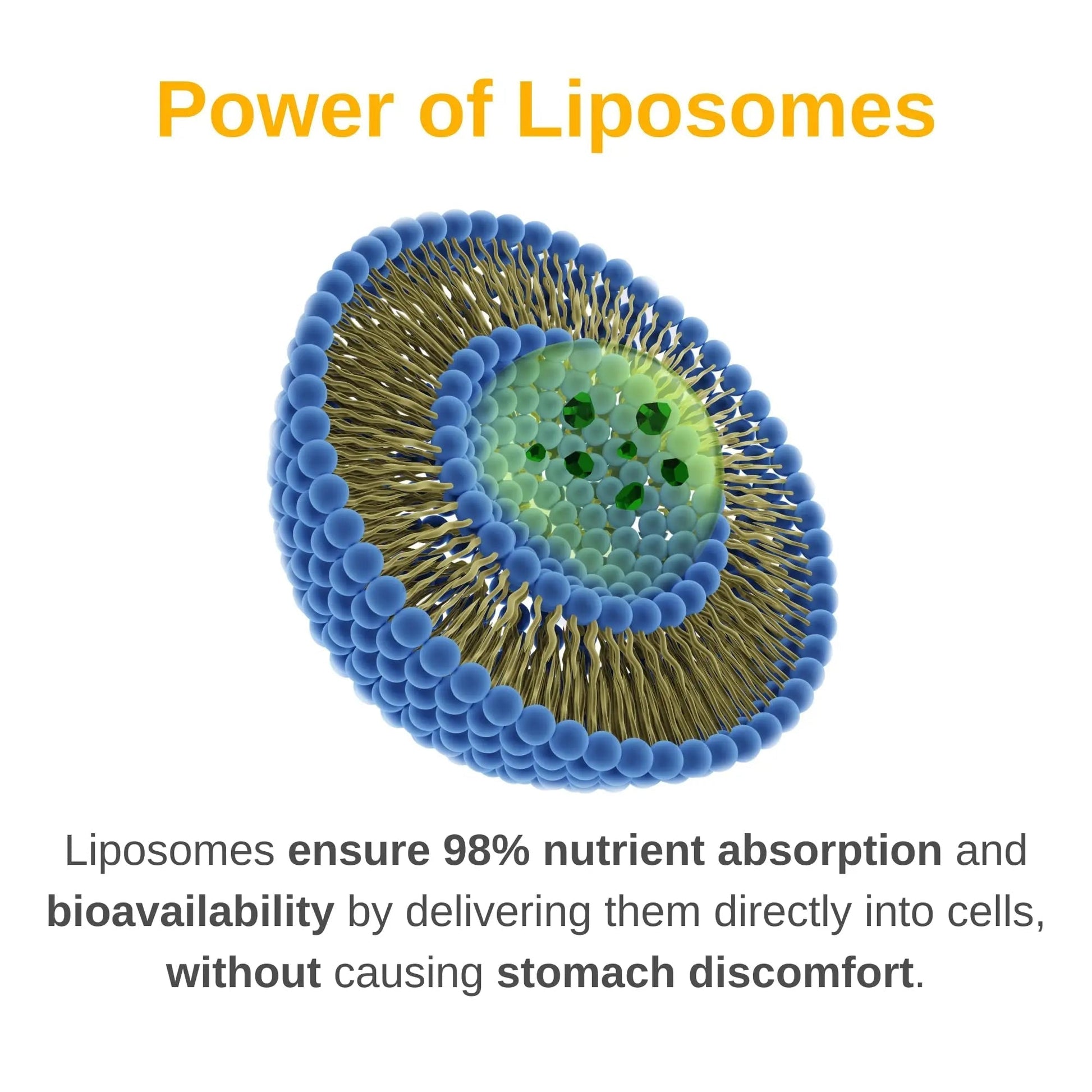 Vitaminally Liposomal Men's Liquid Multivitamin Drops | Non-GMO | Sugar Free | Gluten Free | 30 Day Supply | VitaminallyAu supplements