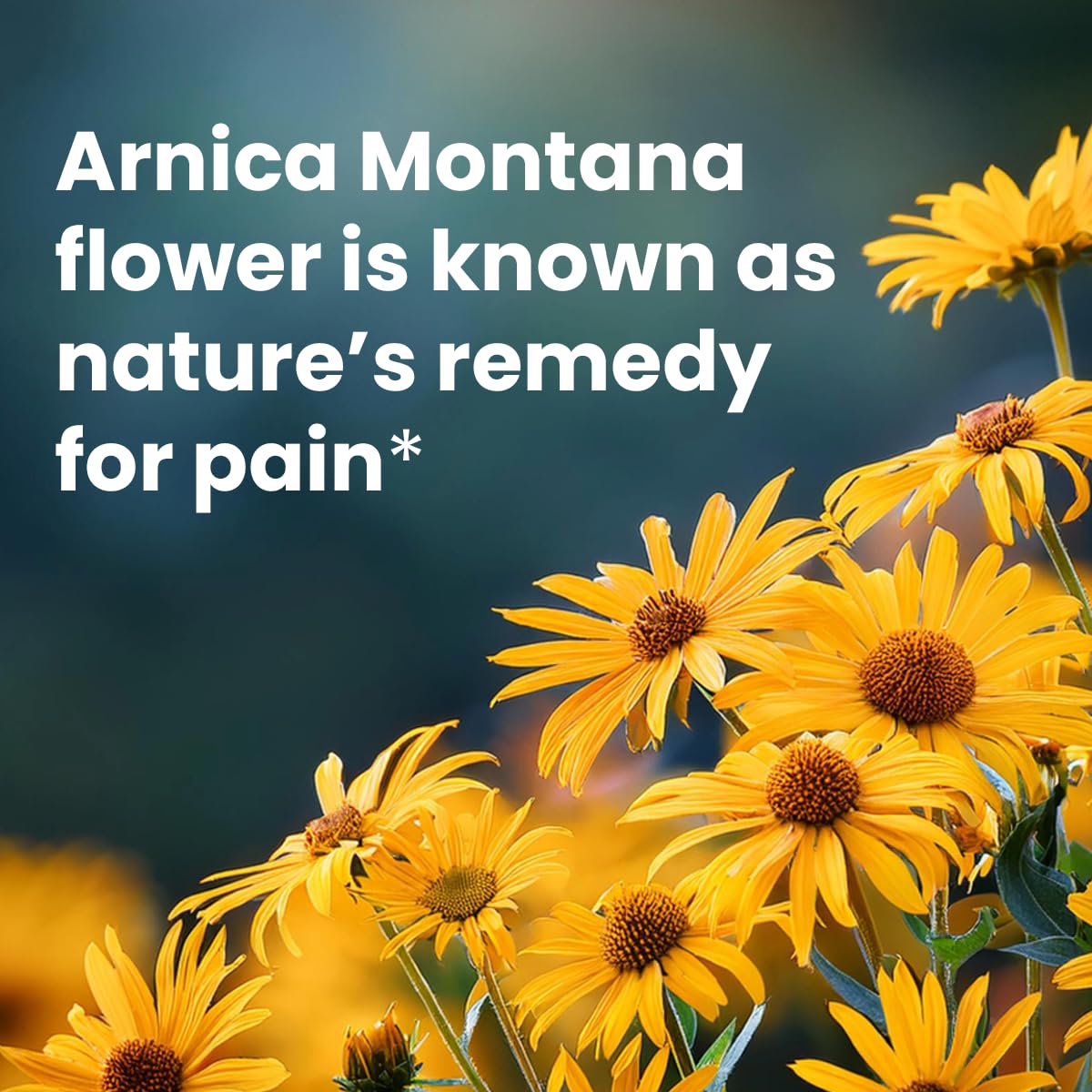 Sanar Naturals Arnica Roll On, 3 oz | Fast Acting Muscle Rub Relief & Joint Support | Soothing Topical Arnica Clear Gel for Post Workout and Daily Use | Non-Greasy, Travel Size Sanar NaturalsAu supplements