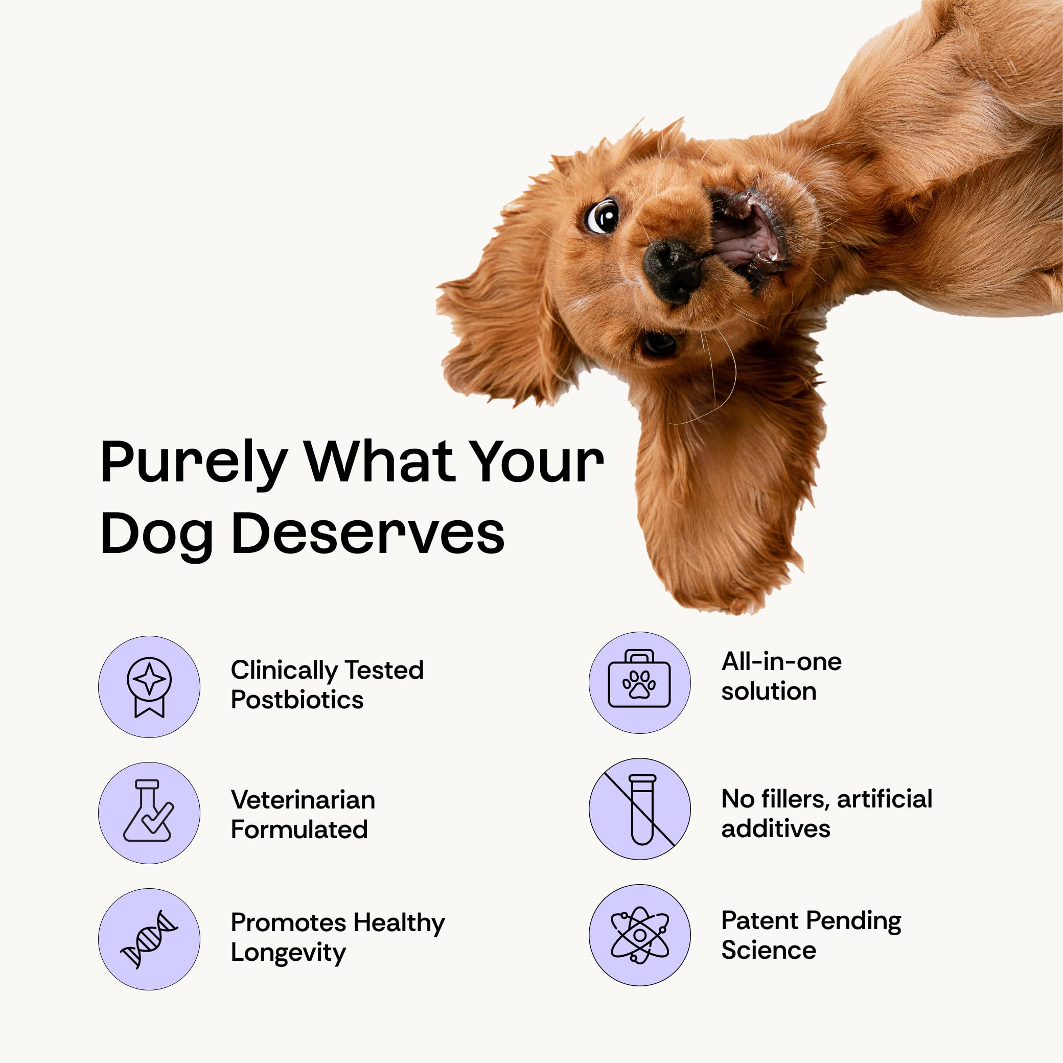 Daily Prebiotic + Postbiotic Dog Supplement Powder | 12-in-1 Support for Gut, Joints, Allergy, Immunity, Calming & Oral Health | Human-Grade Ingredients, No Artificial Flavors-No Fillers - 30 Sachets PlentumAu supplements