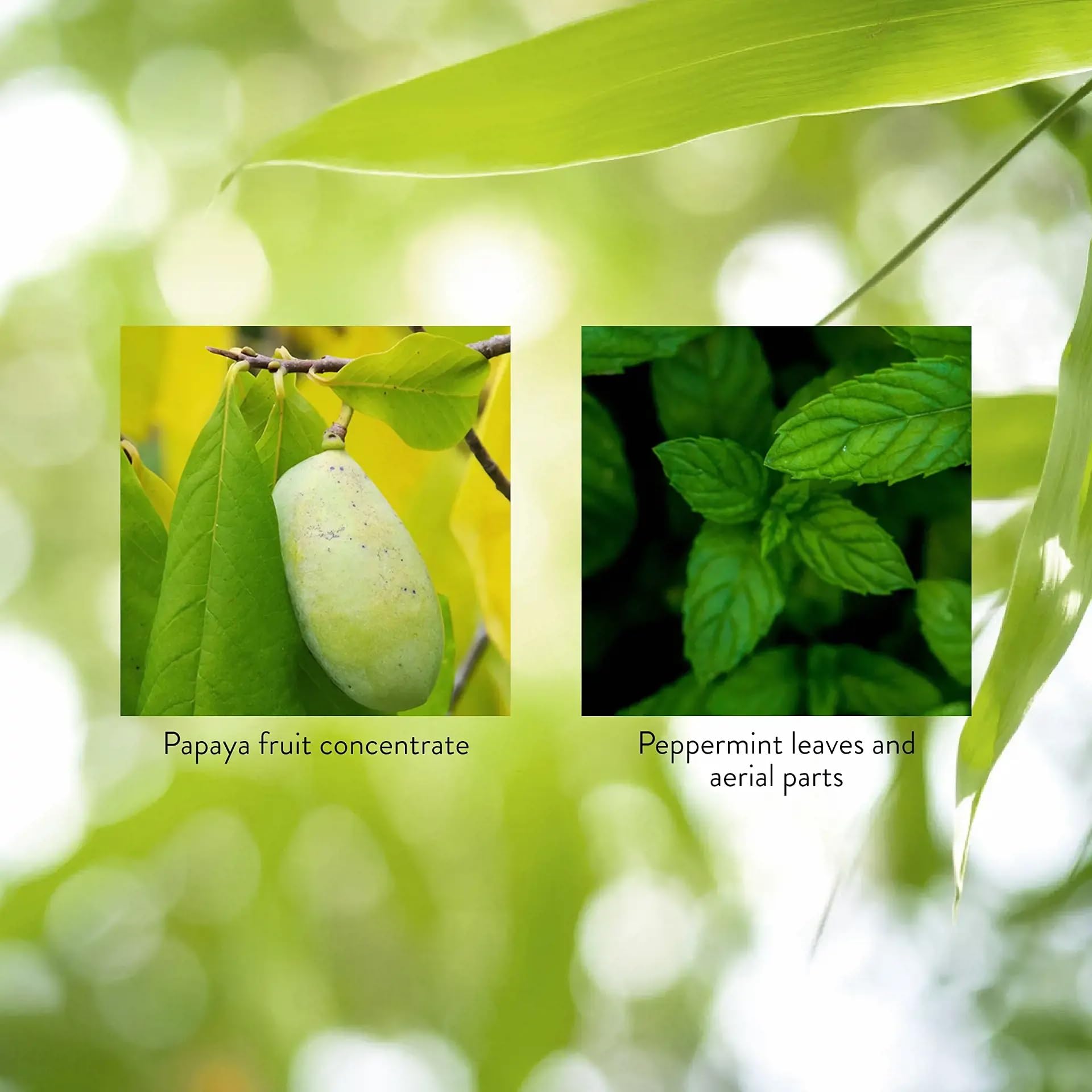 Papaya & Peppermint by Nature's Sunshine Nature's SunshineAu supplements