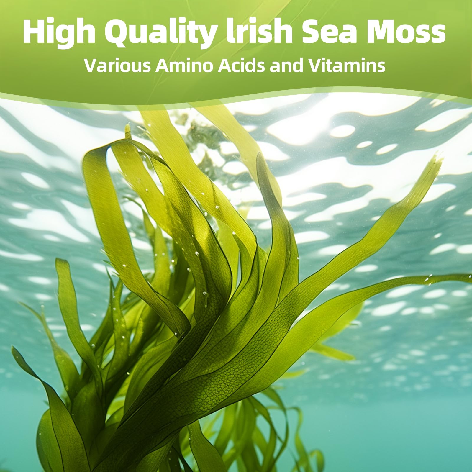 HEALOADING Sea Moss Capsules：Wildcrafted Organic Irish Seamoss & Bladderwack - Rich in Minerals, Supports Thyroid Health, Digestion, Skin & Immune System - Vegan, Non-GMO HEALOADINGAu supplements