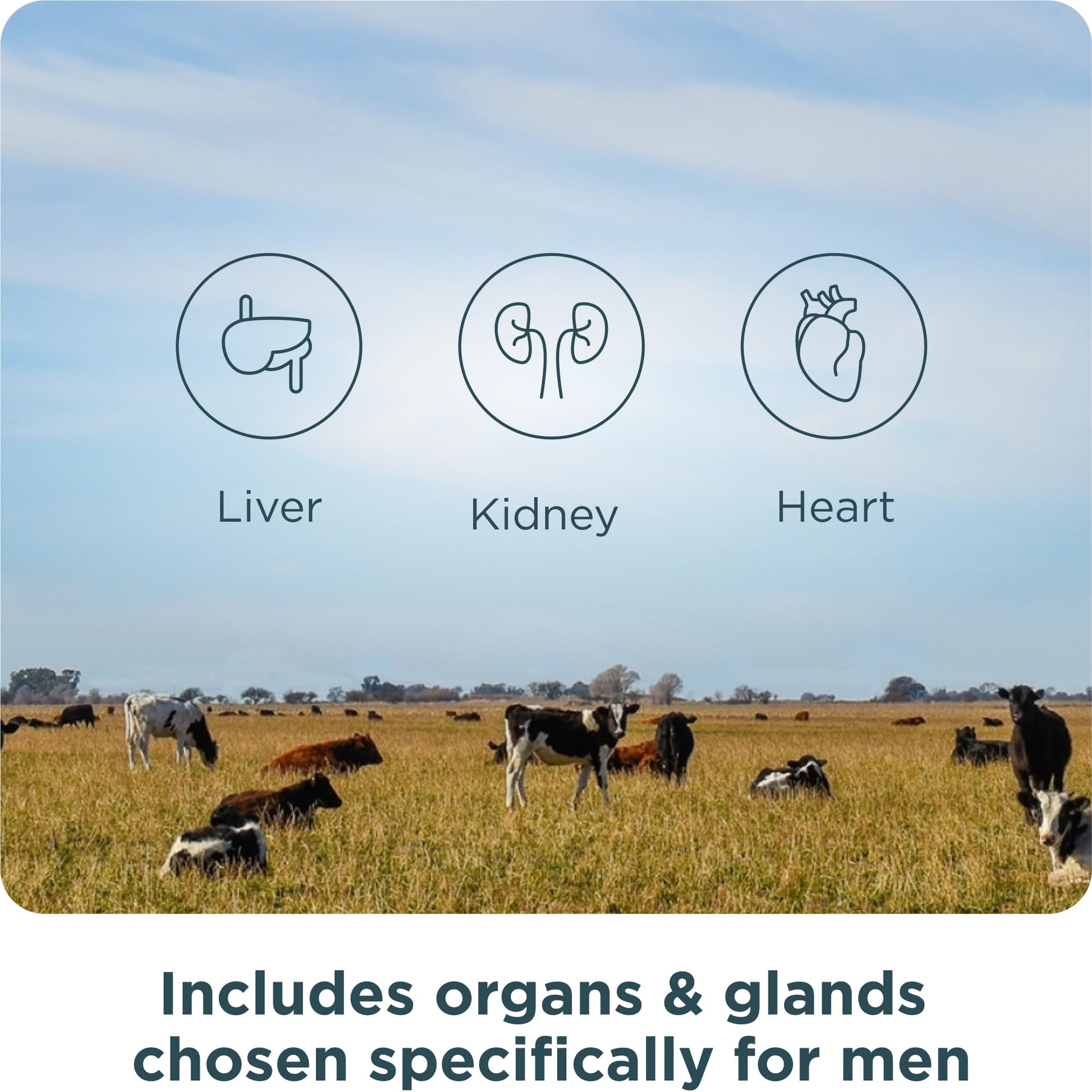 Ancient Nutrition Organ Supplements for Men, Grass-Fed and Wild Organ Complex Capsules, Liver, Prostate, Pancreas Supports Male Performance, Healthy Aging, 180 Ct Ancient NutritionAu supplements