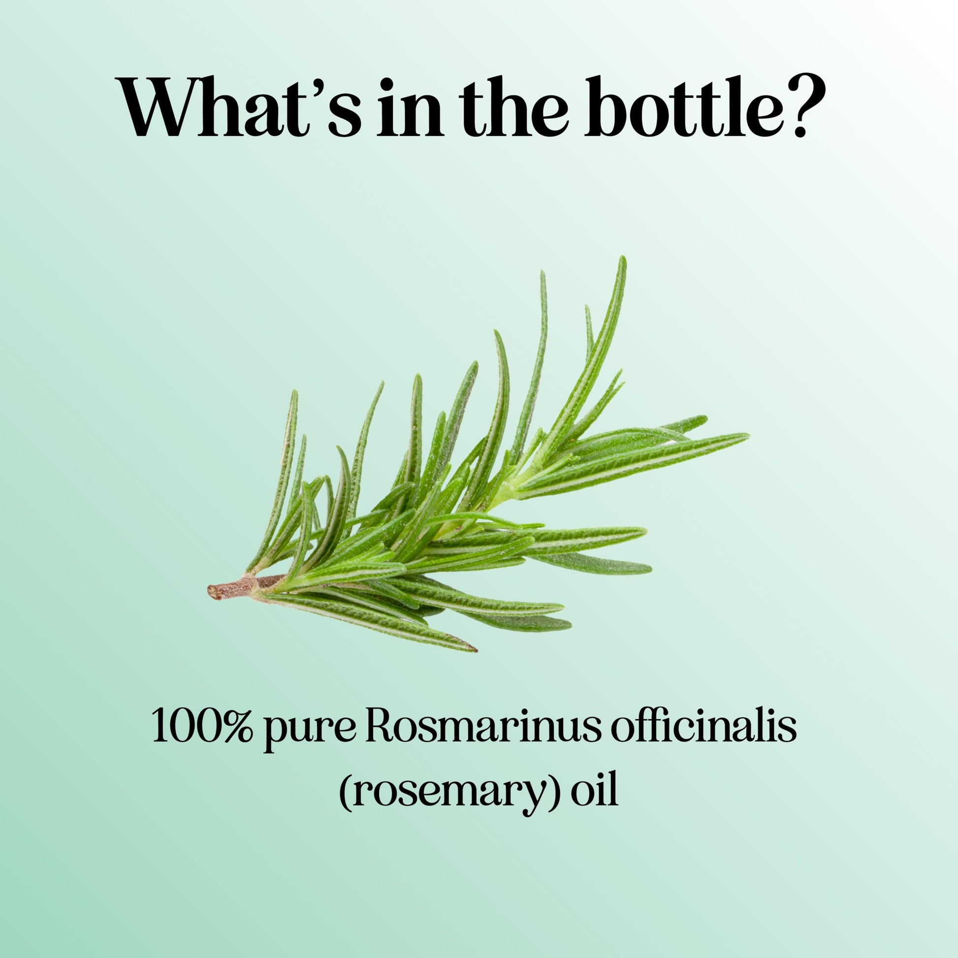 Pure Rosemary Essential Oil for Aromatherapy - Pure Rosemary Oil for Hair Skin and Nails Maple HolisticsAu supplements