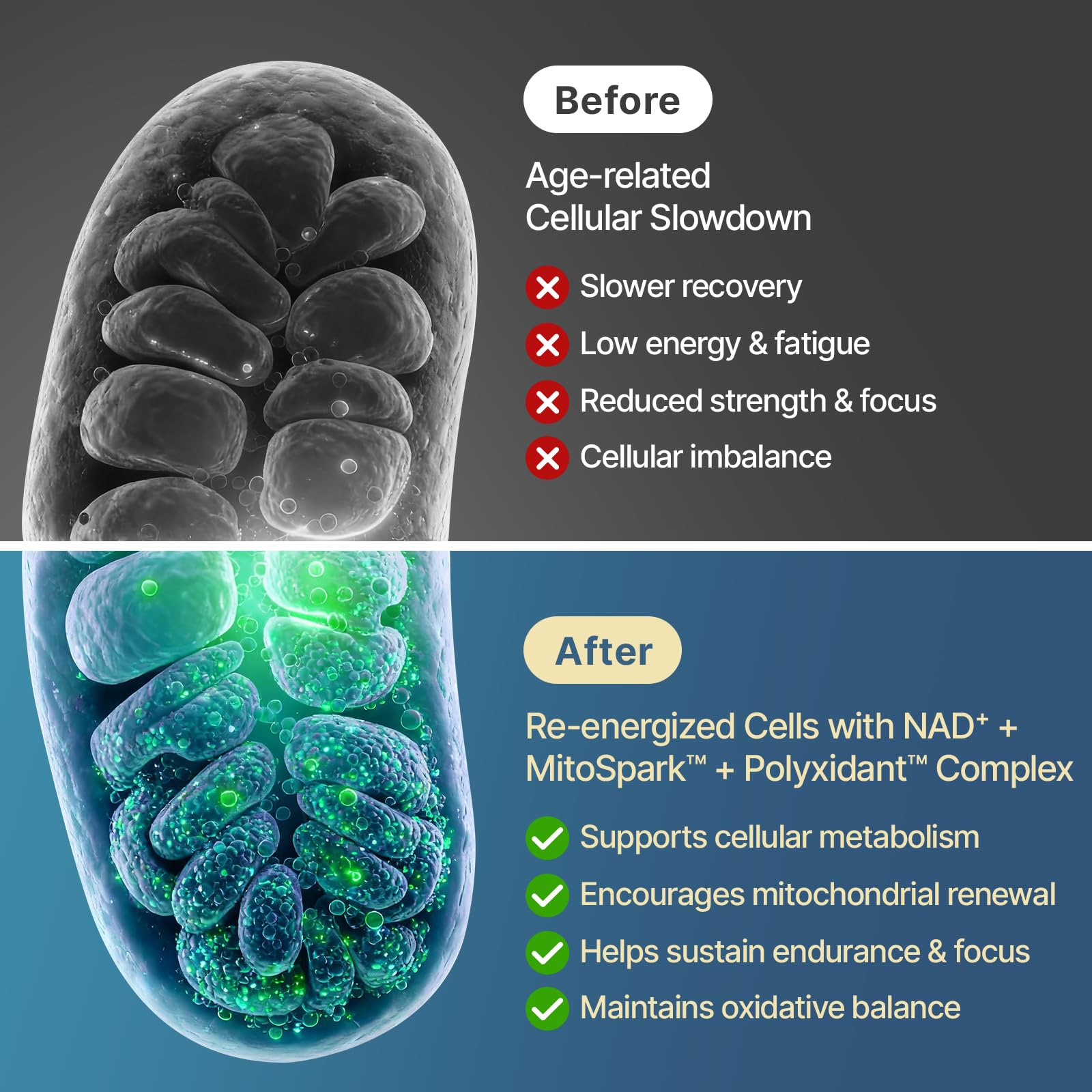 SYZY GENICS NAD+ Supplement 1600mg Extra Strength - Liposomal NMN Alternative with Resveratrol, Urolithin A, CoQ10, Quercetin & ALA - Mitochondrial Energy & Anti-Aging, Cell Regeneration, 60 Softgels SYZY GENICSAu supplements