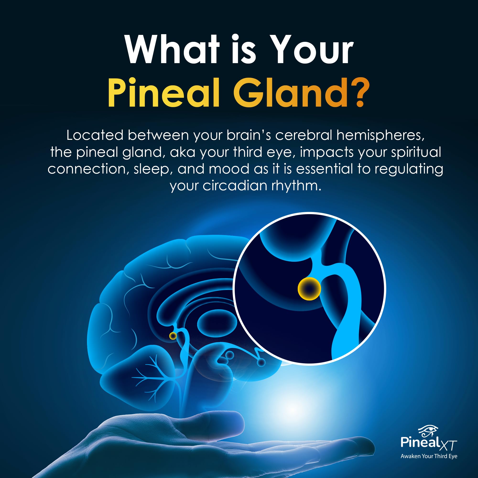 Nutraville Pineal XT Gold - Pineal Gland Supplement - Third Eye Awakening - Focus and Memory Supplement for Brain - 7 Powerful Ingredients Decalcify, Detox, and Activate Your Pineal Gland, 2 Pack NutravilleAu supplements