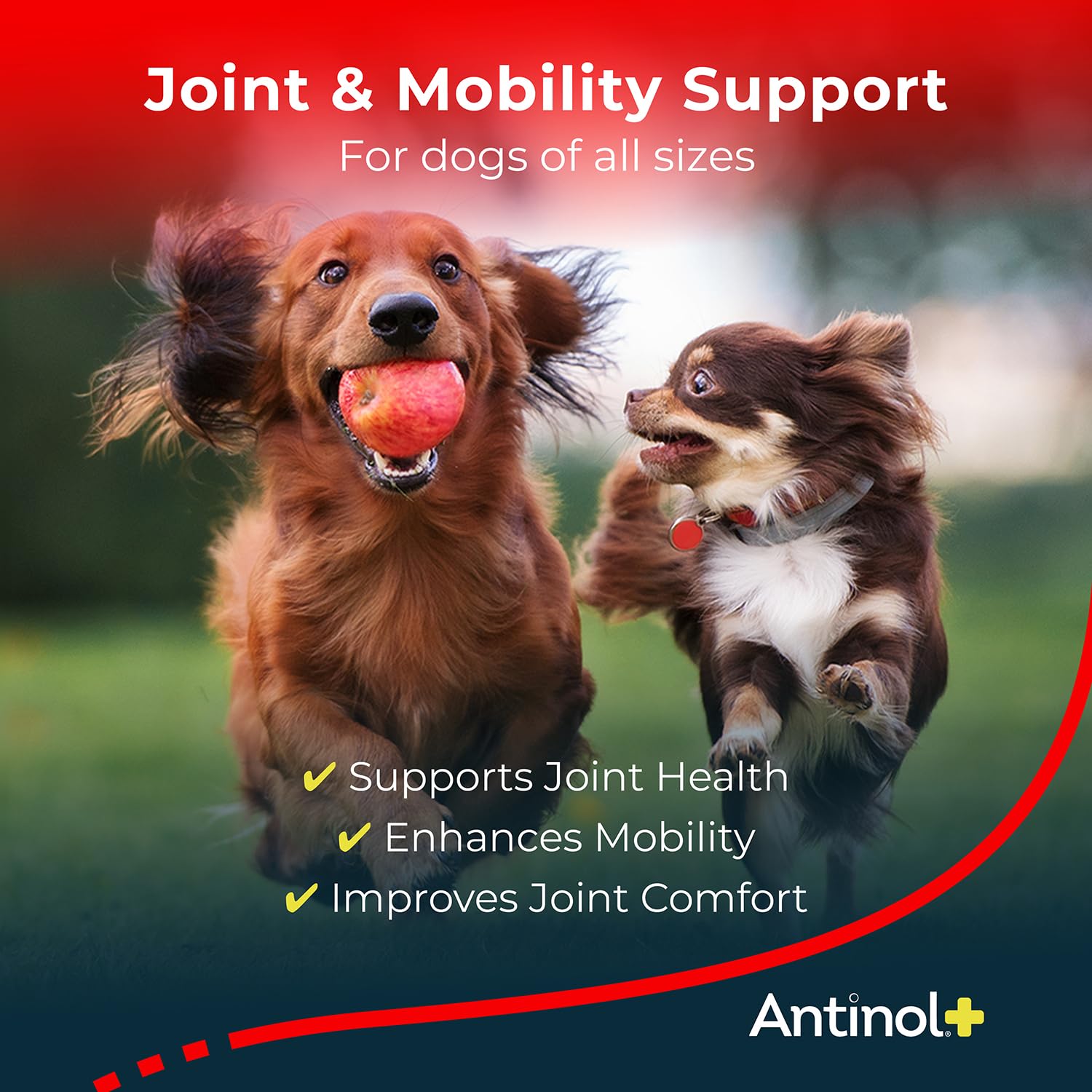Antinol Plus, Mobility, Hip, and Joint Supplement for Dogs, Green-Lipped Mussels and Krill Oil - Dog Joint Supplement, Better and Faster Than Glucosamine and Chondroitin, 120 Soft Gels AntinolAu supplements